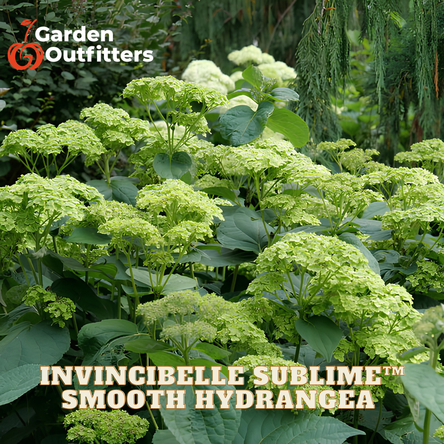 Green hydrangea plants in bloom with pale green to yellow-green flower clusters and dark green leaves, shown outdoors with Garden Outfitters branding and the text 'INVINGIBELLE SUBLIME™ SMOOTH HYDRANGEA' overlaid at the bottom.