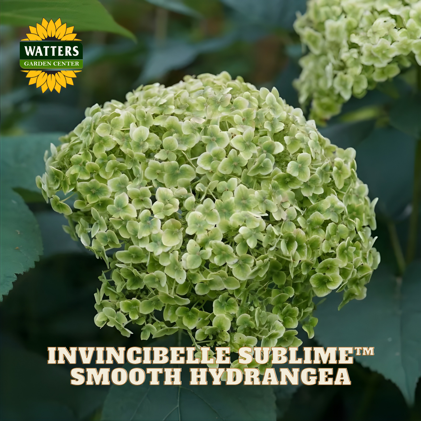 Green smooth hydrangea with Watters Garden Center branding