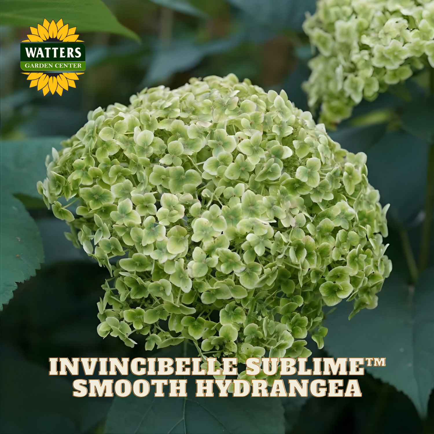 Green smooth hydrangea with Watters Garden Center branding