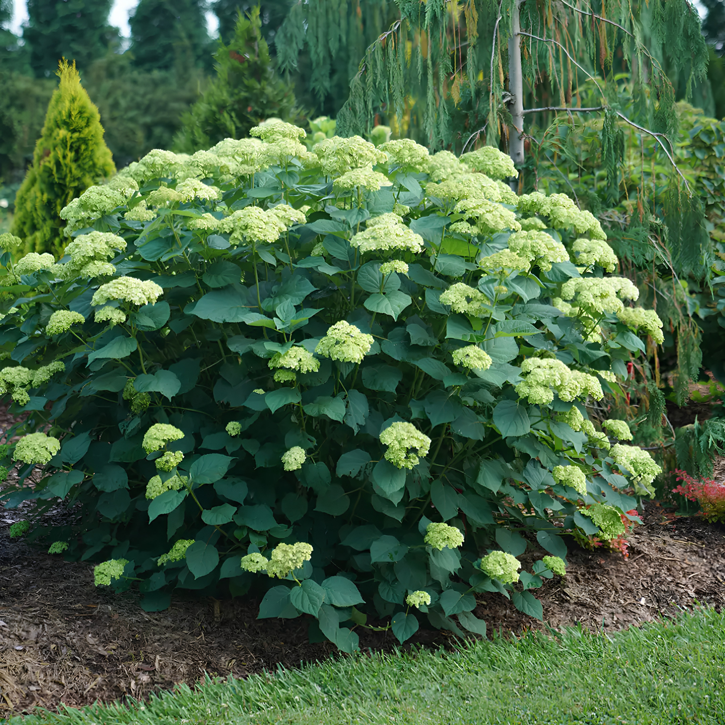 A large hydrangea bush with dense clusters of pale green flowers and dark green leaves, planted in a garden bed with mulch and other greenery in the background.