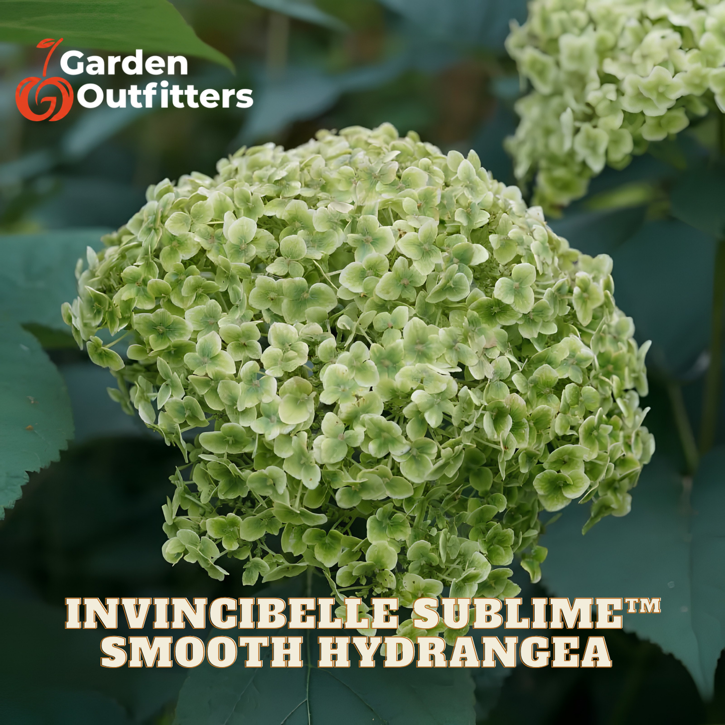 A close-up of a light green hydrangea flower head with dark green leaves, with the text 'INVINCIBELLE SUBLIME SMOOTH HYDRANGEA' and the Garden Outfitters logo visible.