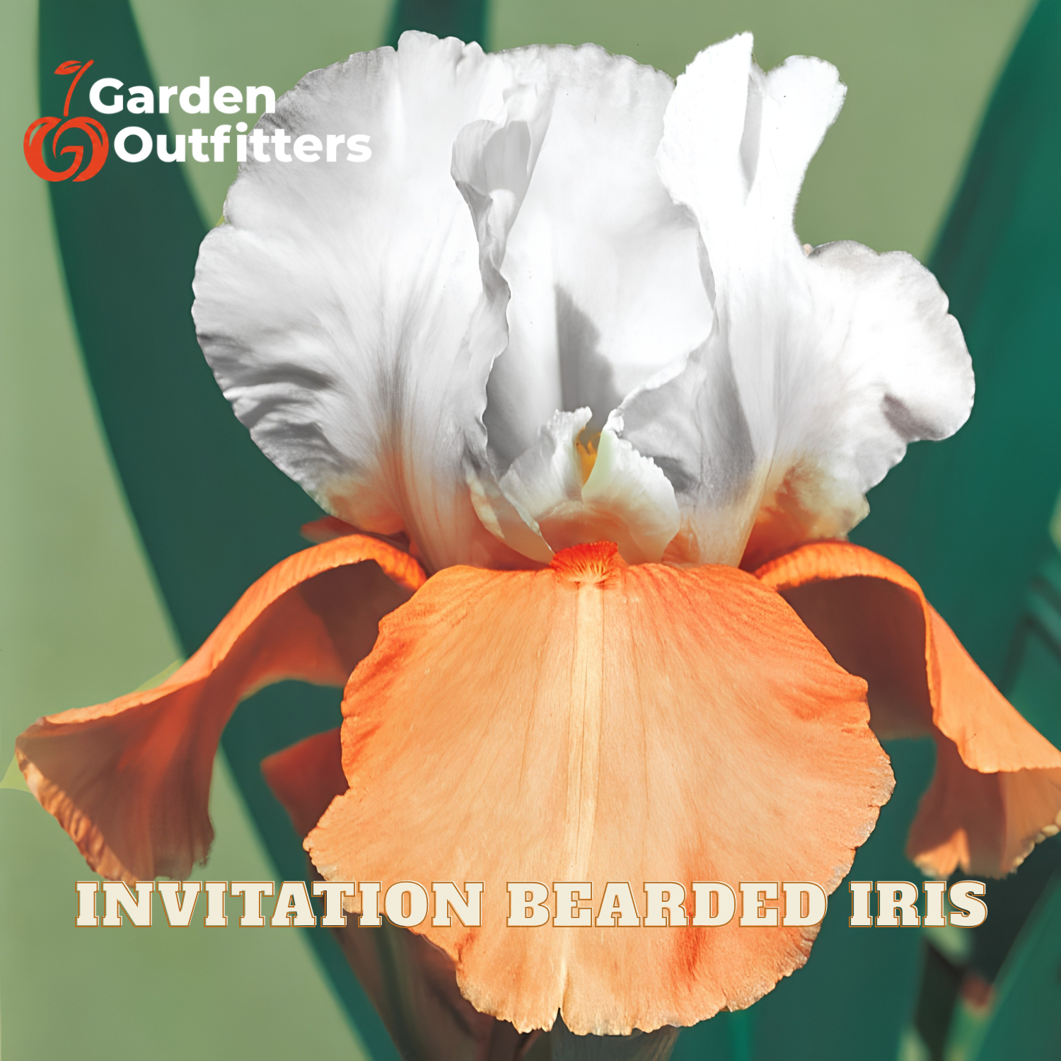 A close-up of an iris flower with white upper petals and orange lower petals, with the text 'INVITATION BEARDED IRIS' and a Garden Outfitters logo on a green background.