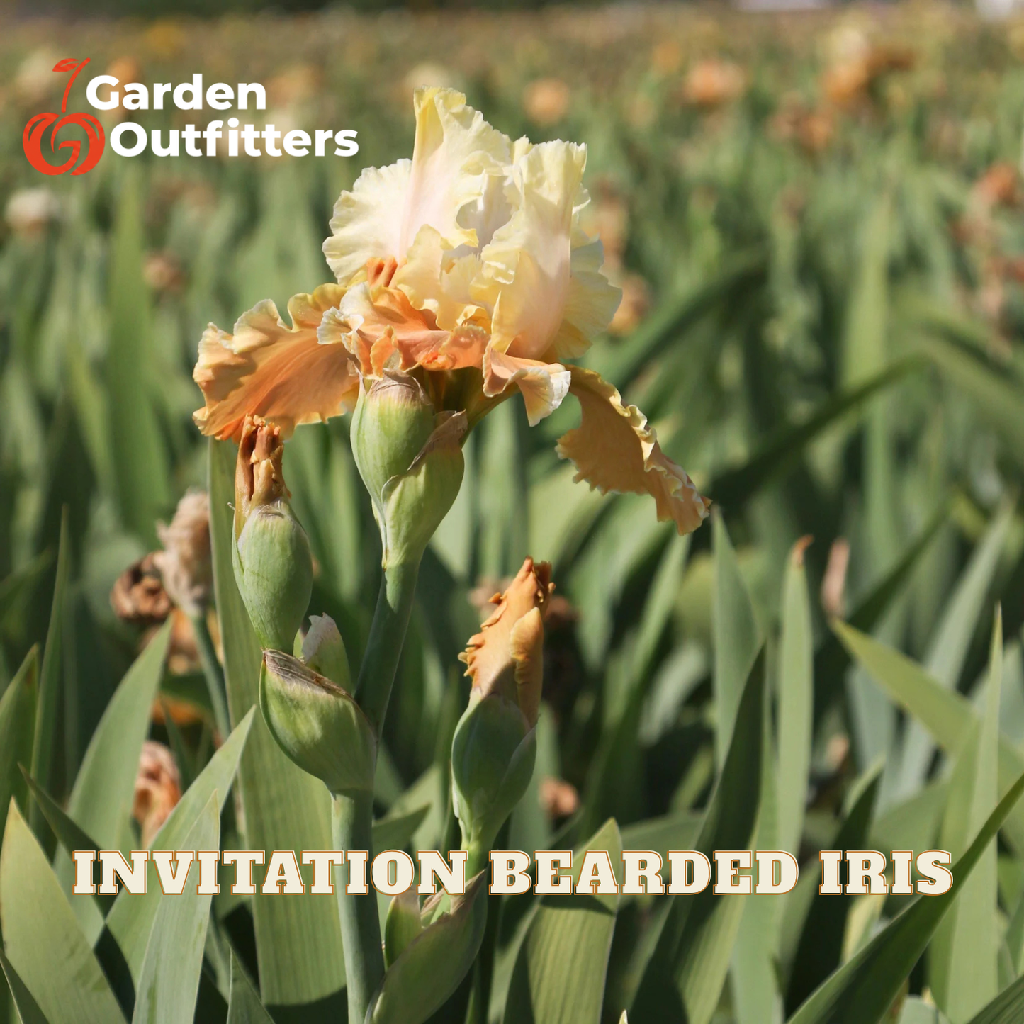 A close-up of a pale cream and peach bearded iris flower in a field of green iris foliage, with Garden Outfitters branding and the text 'INVITATION BEARDED IRIS' overlaid.