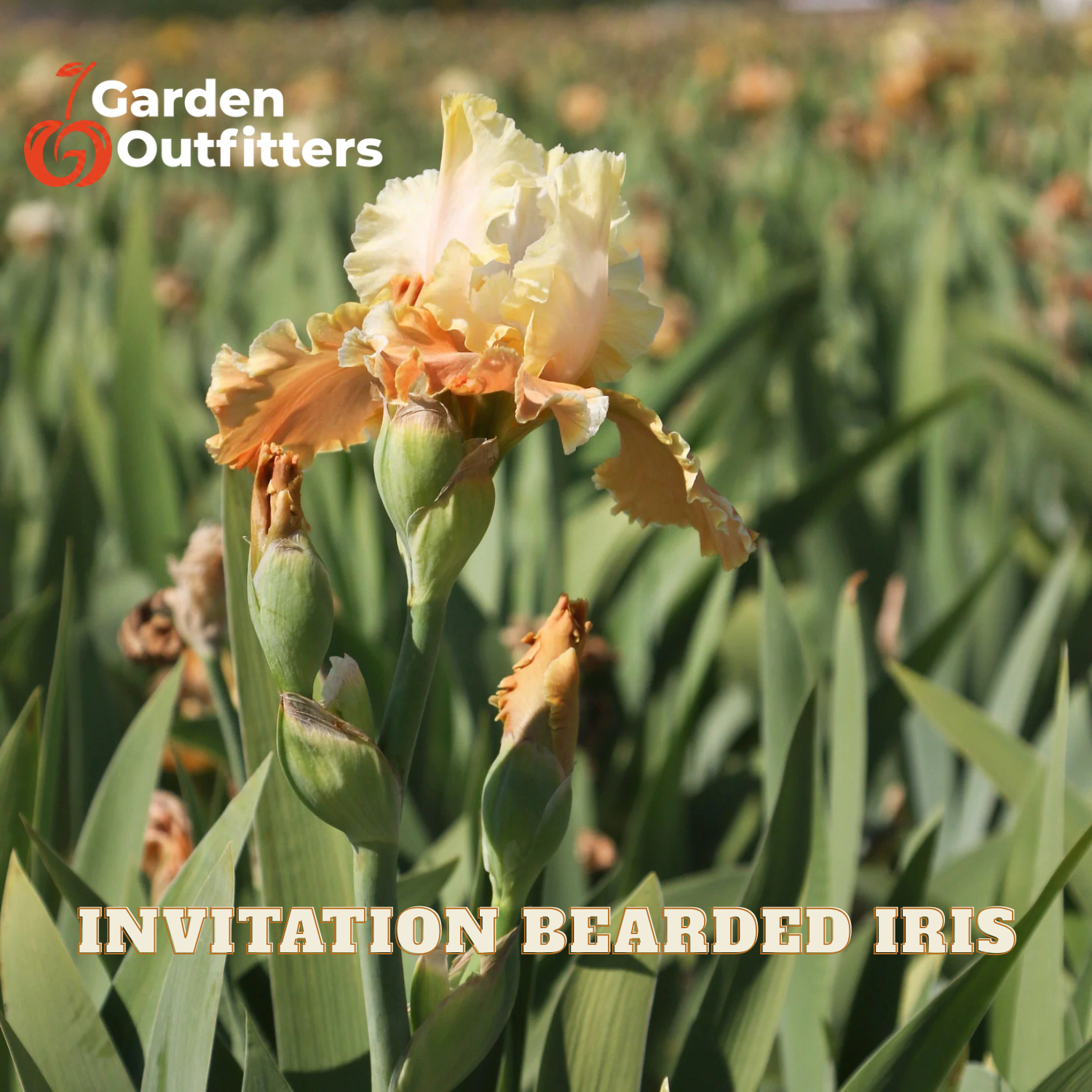 A close-up of a pale cream and peach bearded iris flower in a field of green iris foliage, with Garden Outfitters branding and the text 'INVITATION BEARDED IRIS' overlaid.