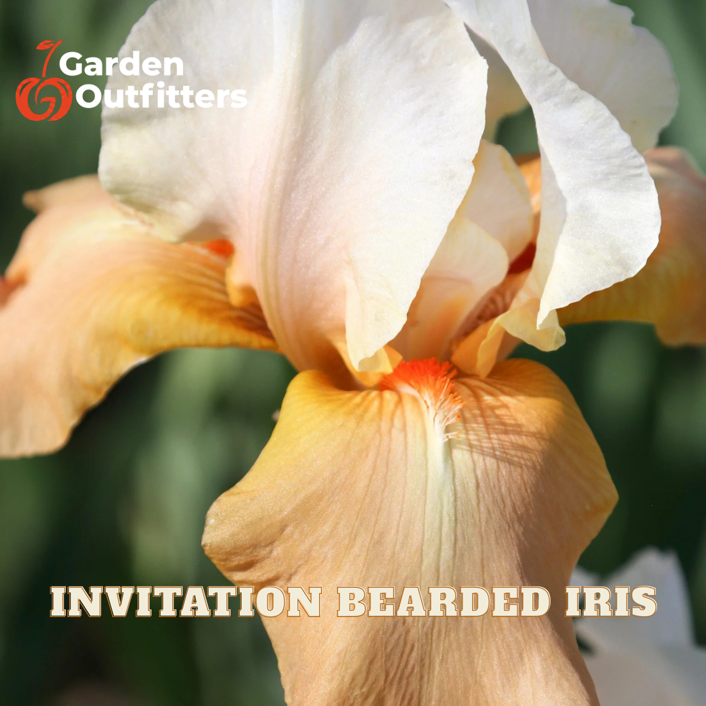 A close-up of an iris flower with pale cream and peach petals and a small orange center, with the text 'INVITATION BEARDED IRIS' and the Garden Outfitters logo.