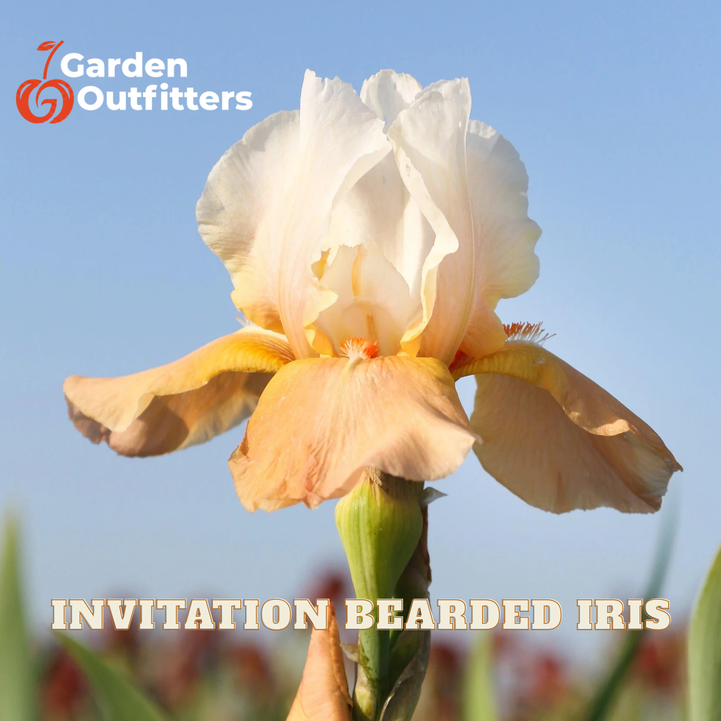 A close-up of an 'Invitation Bearded Iris' flower held by a hand against a blue sky background, with the Garden Outfitters logo in the top-left corner and text reading 'INVITATION BEARDED IRIS' at the bottom.