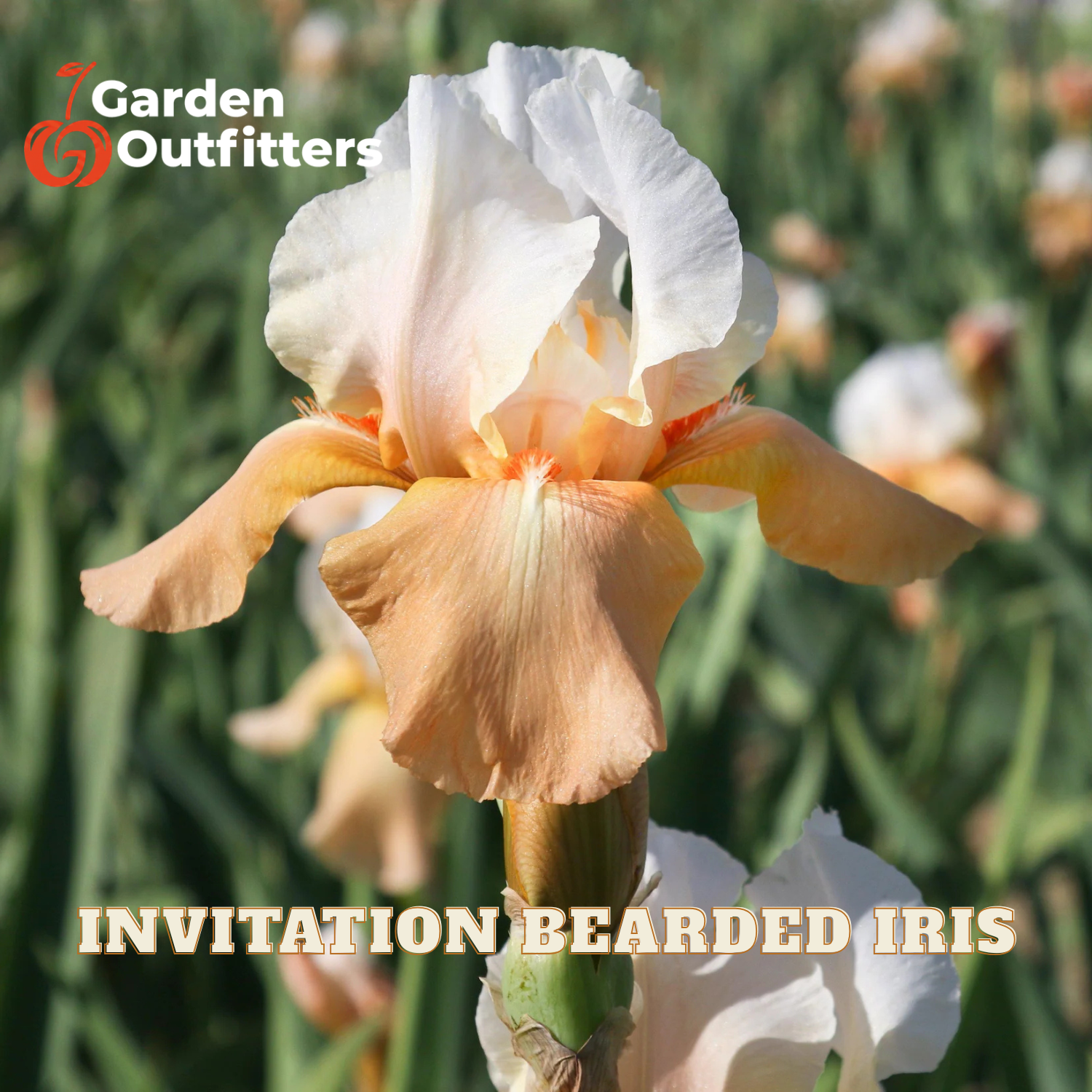 A close-up of an 'Invitation Bearded Iris' flower in soft peach and cream tones, with blurred green foliage in the background. The 'Garden Outfitters' logo is in the top-left corner, and 'INVITATION BEARDED IRIS' is written in text at the bottom.