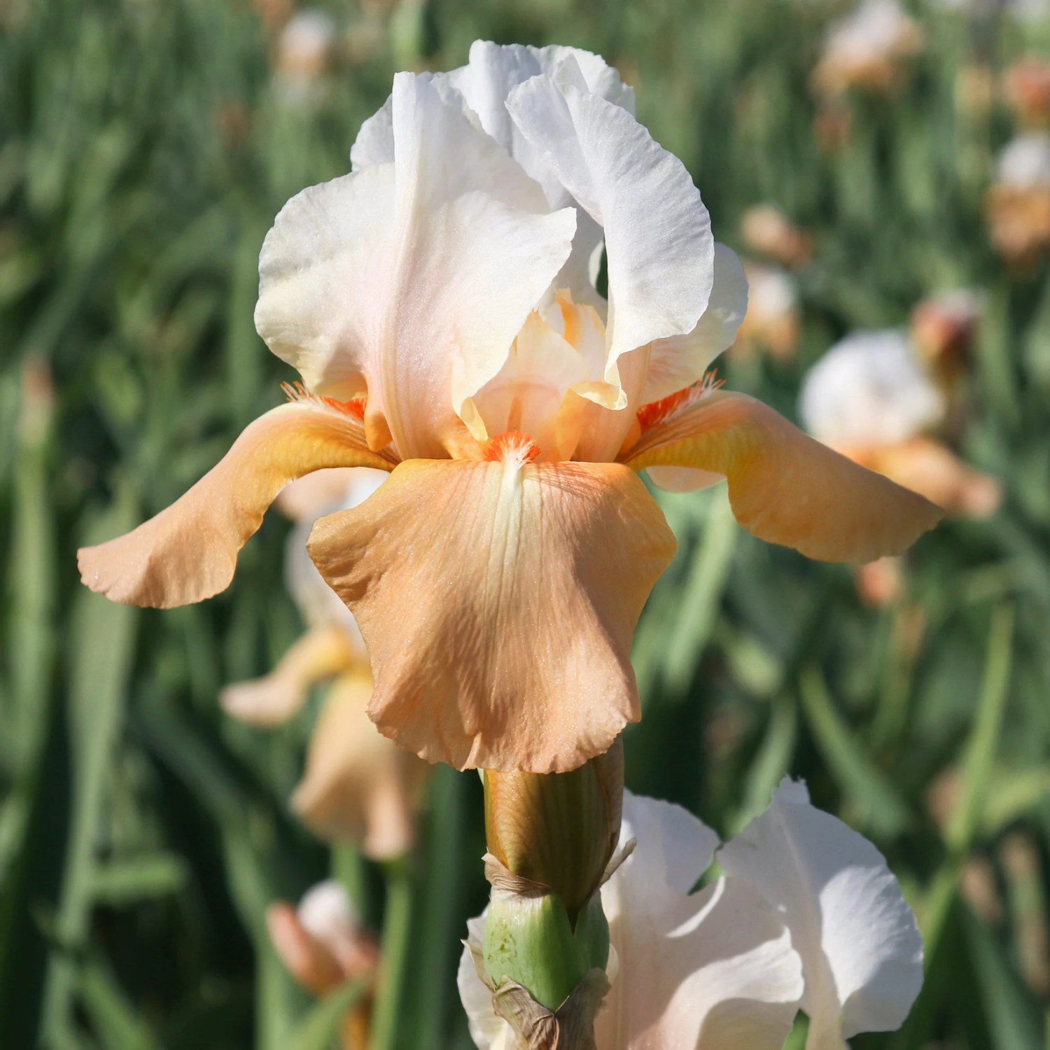 A close-up of a peach and white iris flower in bloom, with blurred green foliage and other flowers in the background.