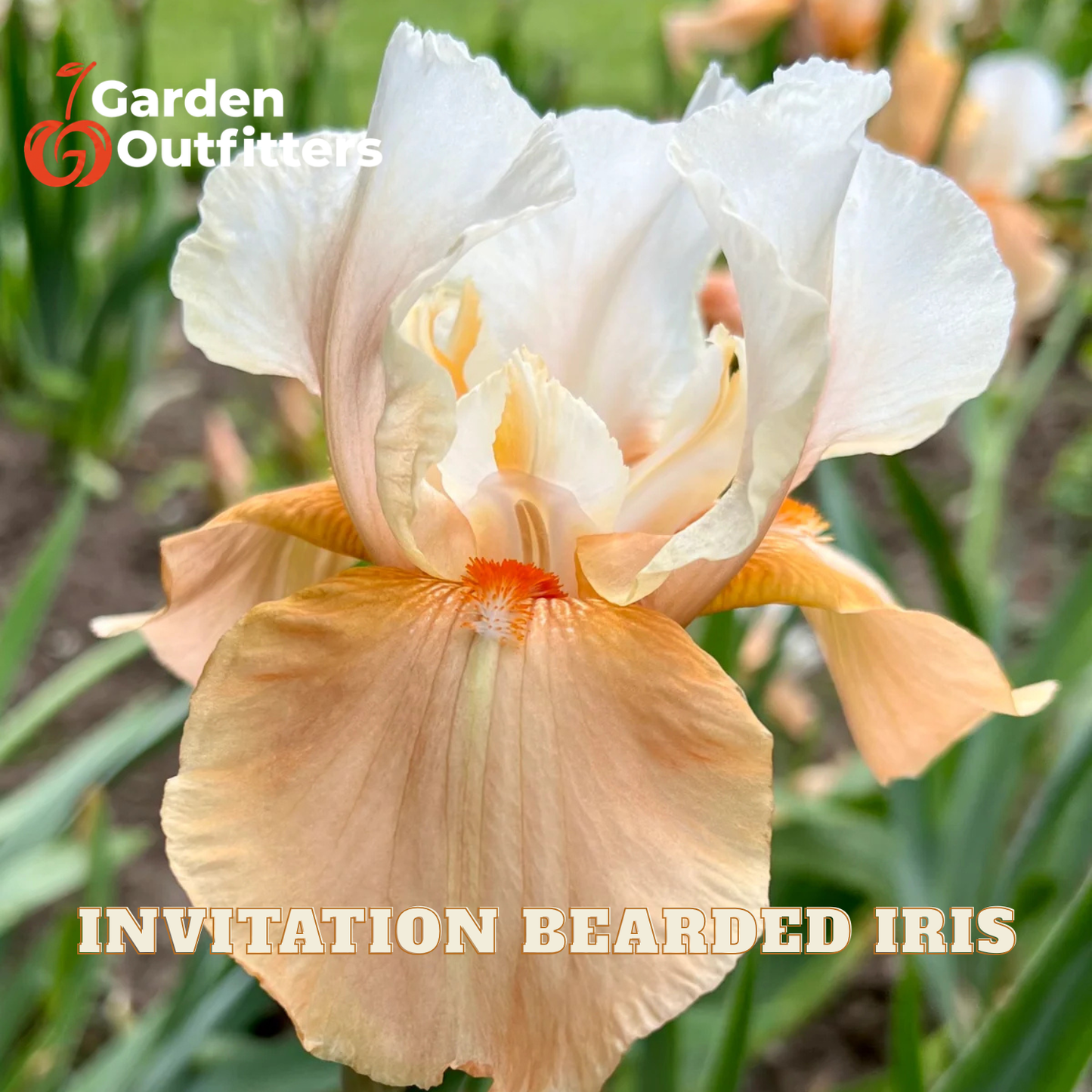 A close-up of a Garden Outfitters 'Invitation Bearded Iris' flower in a garden setting, showing its peach and cream petals with green foliage in the background.