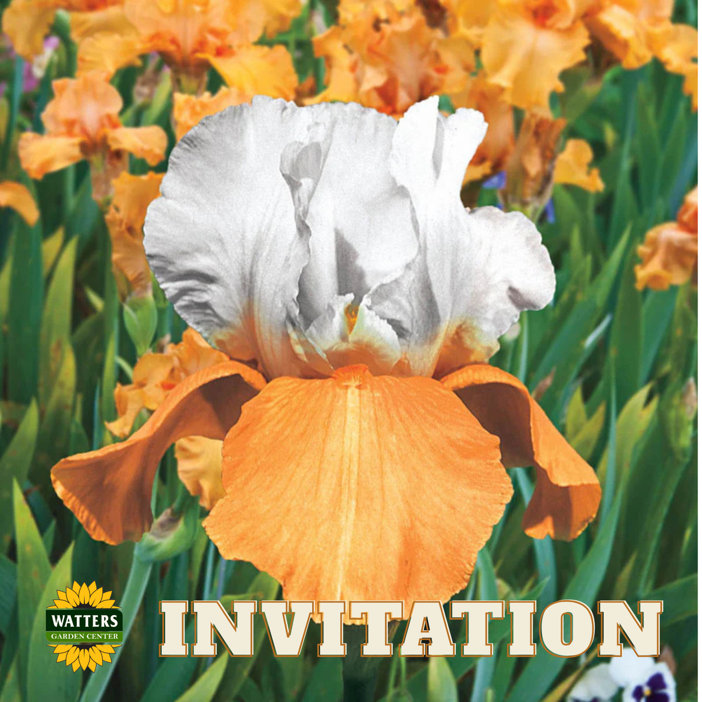 Invitation Bearded Iris - Reblooming