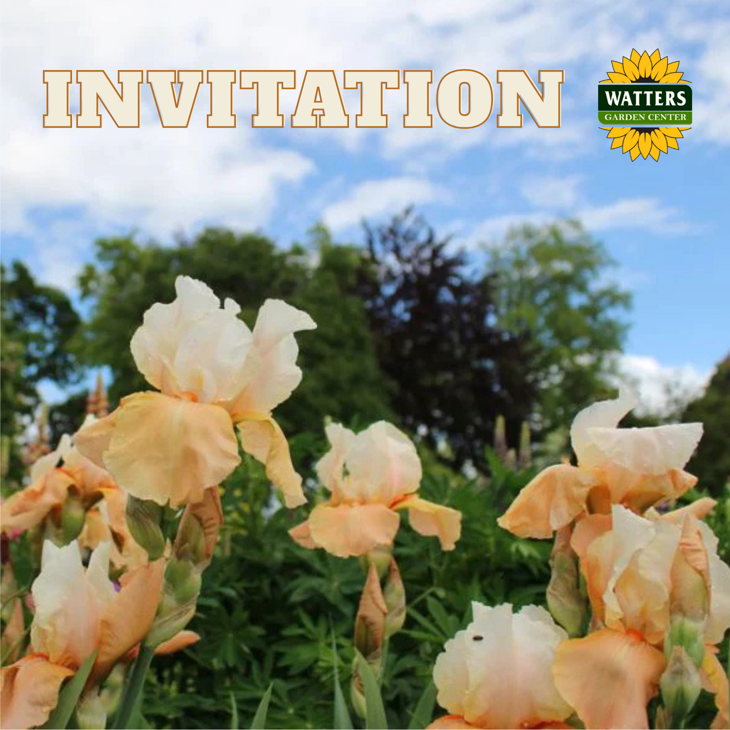 Invitation Bearded Iris - Reblooming