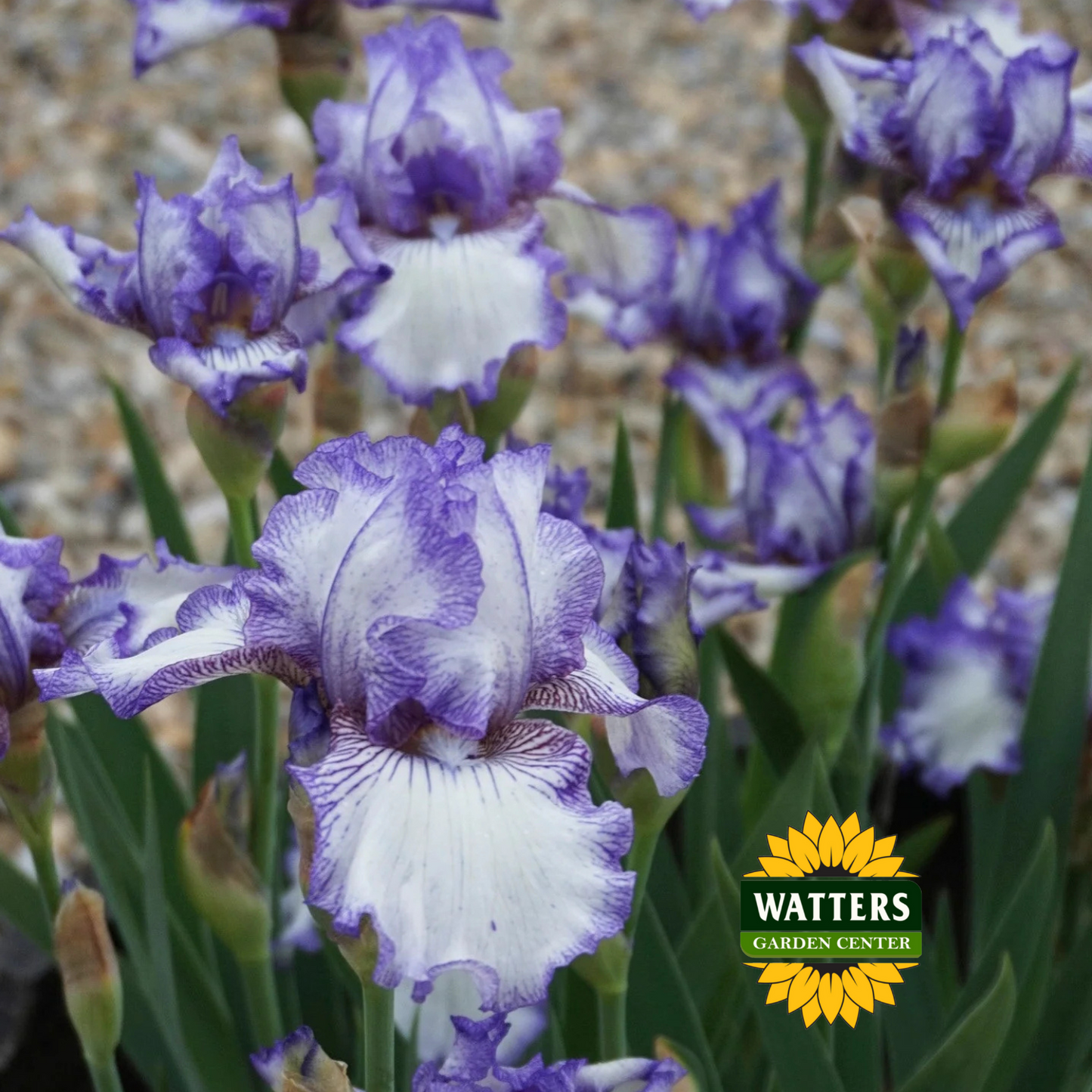 Earl of Essex Bearded Iris - Reblooming