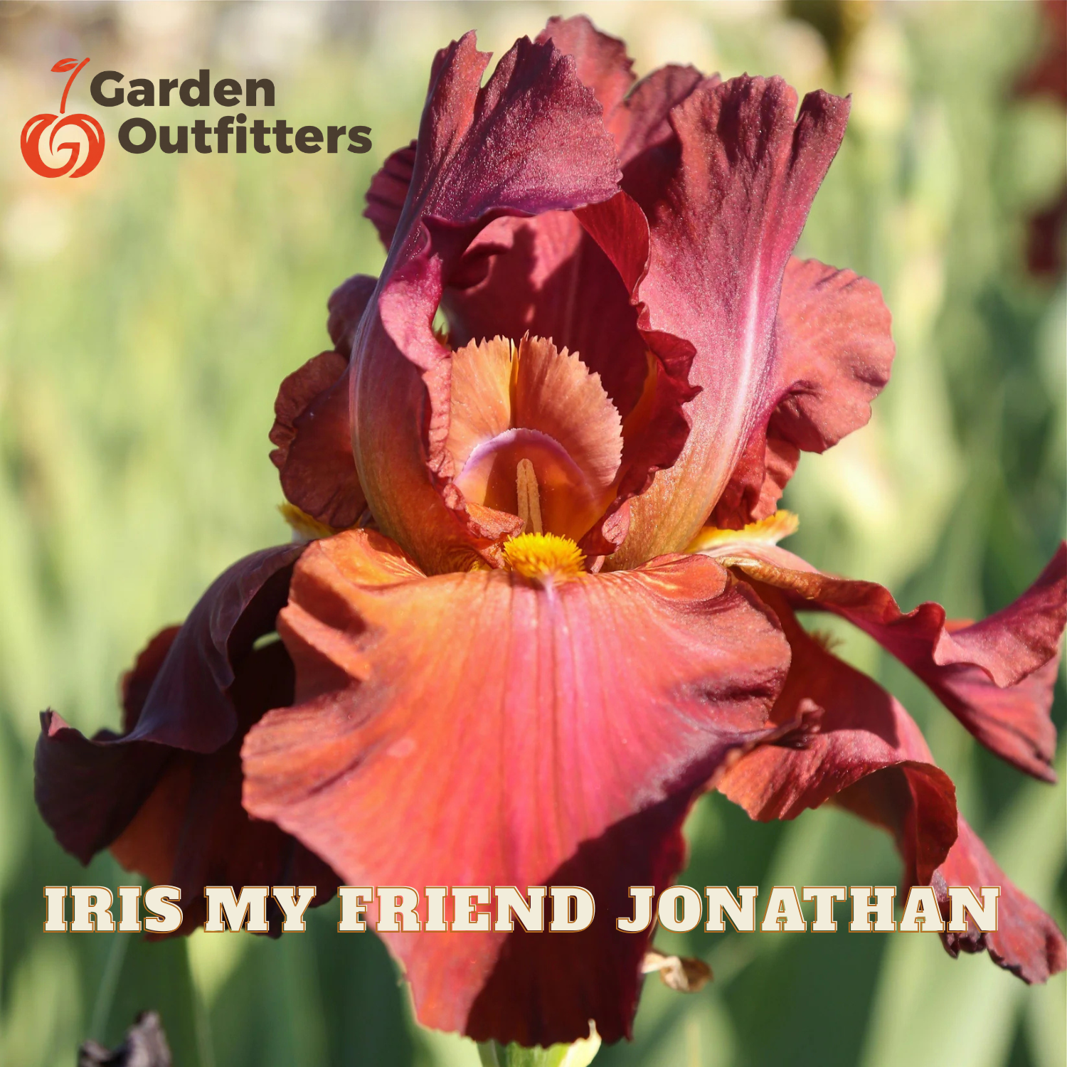 A close-up photograph of a deep burgundy and orange iris flower with yellow accents, set against a blurred green garden background. The text 'IRIS MY FRIEND JONATHAN' is displayed at the bottom, and the 'Garden Outfitters' logo is in the top-left corner.