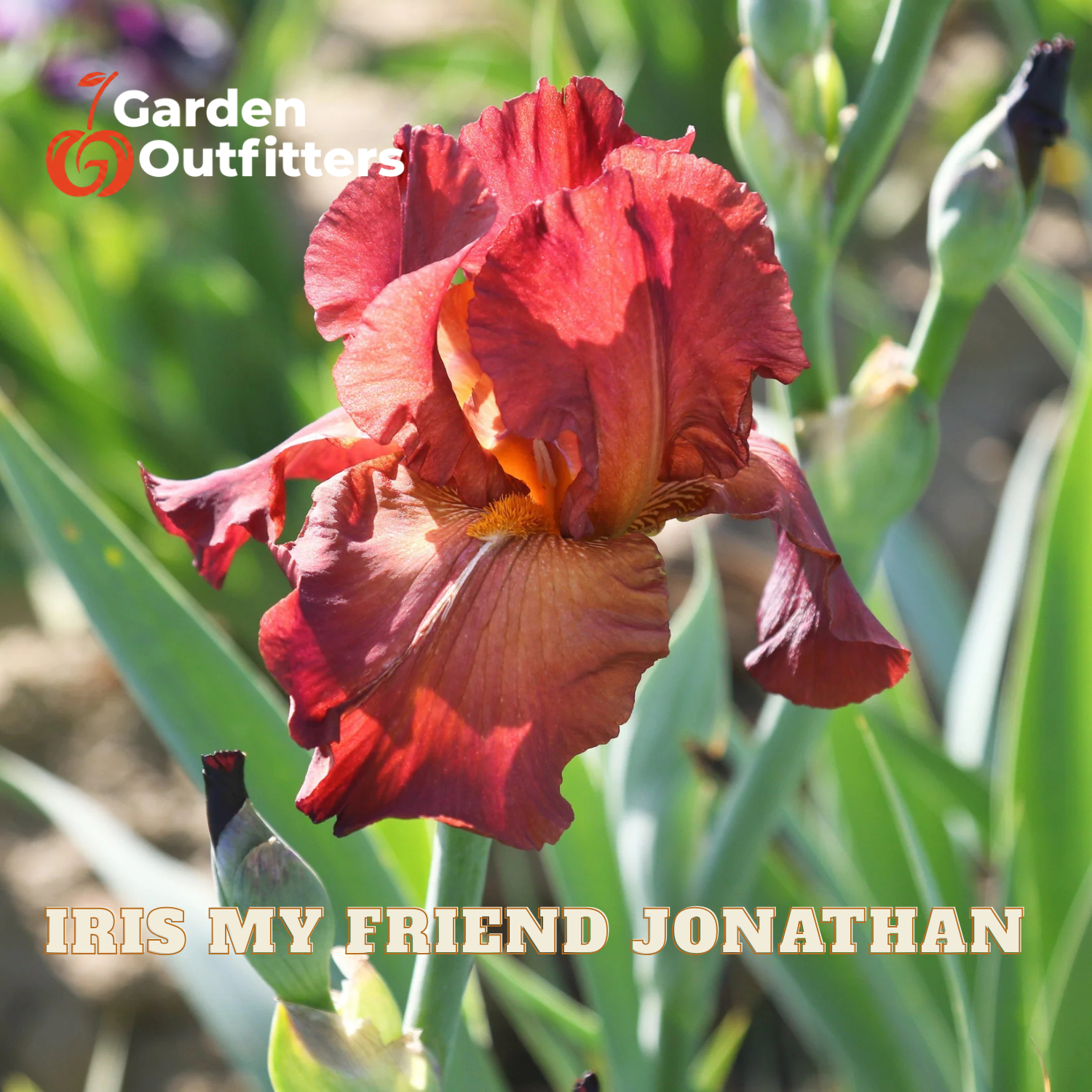 A close-up of a red iris flower with green leaves and stems in a garden setting. The text 'Garden Outfitters' appears in the top left, and 'IRIS MY FRIEND JONATHAN' is written across the bottom.