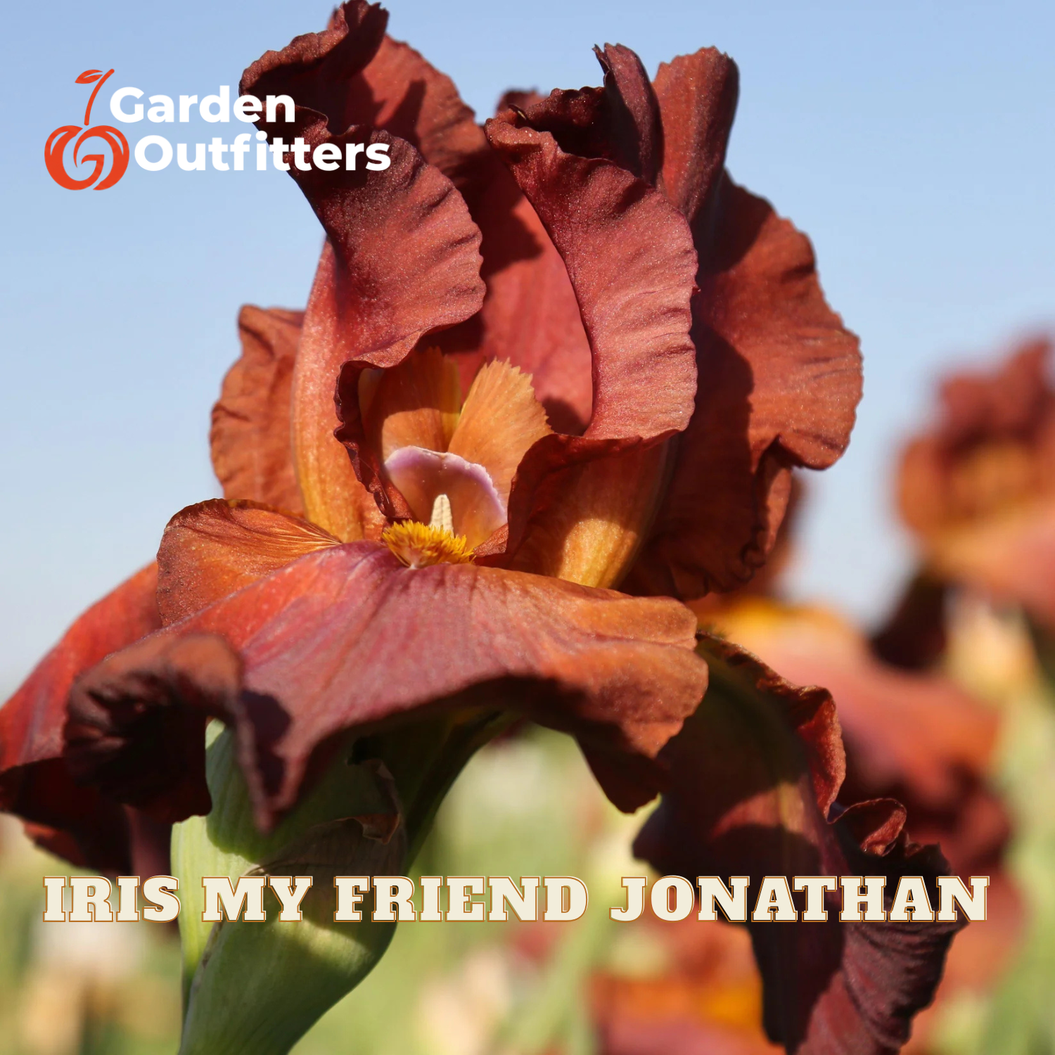 A close-up photograph of a dark burgundy iris flower with green stem and leaves, set against a soft-focus blue sky and blurred iris blooms. The text 'Garden Outfitters' appears in the top-left corner, and 'IRIS MY FRIEND JONATHAN' is written across the bottom.