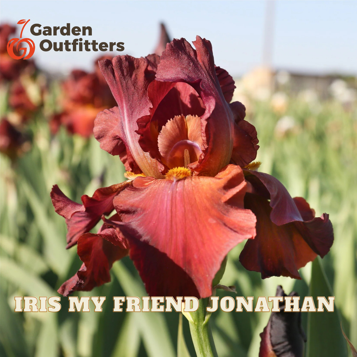 A close-up of a dark burgundy iris flower in a garden field, with blurred green foliage and other flowers in the background. Text overlays read '7 Garden Outfitters' at the top left and 'IRIS MY FRIEND JONATHAN' at the bottom.