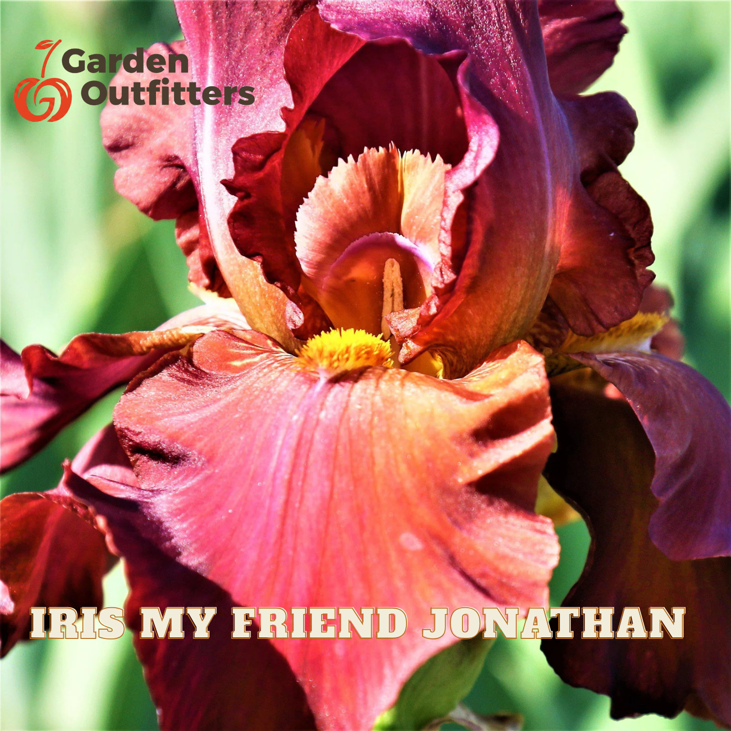A close-up photograph of a dark burgundy iris flower with yellow center, featuring the text 'IRIS MY FRIEND JONATHAN' at the bottom and the 'Garden Outfitters' logo in the top left corner.