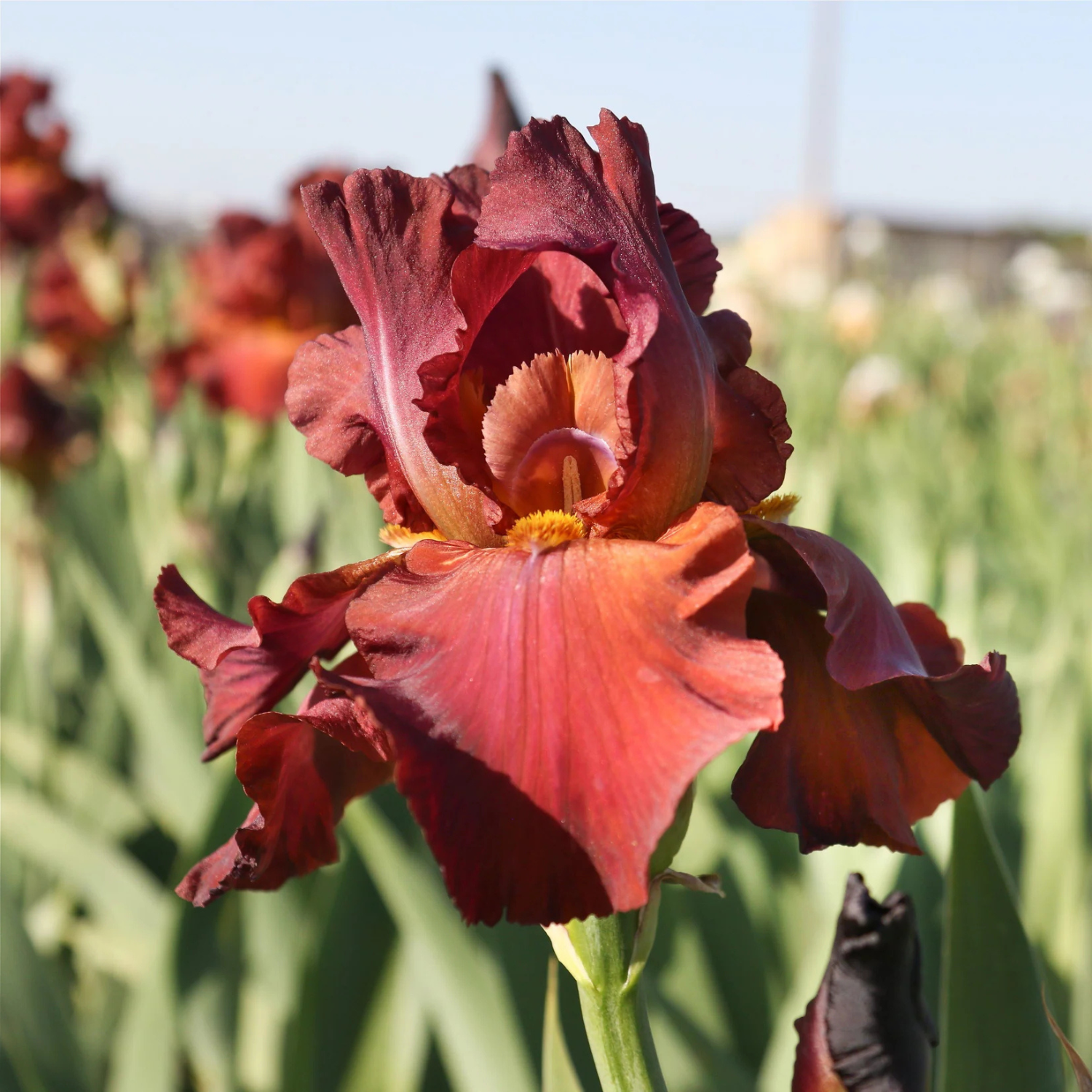 A close-up of a dark red and orange iris flower in a blurred field with green foliage and other flowers in the background.