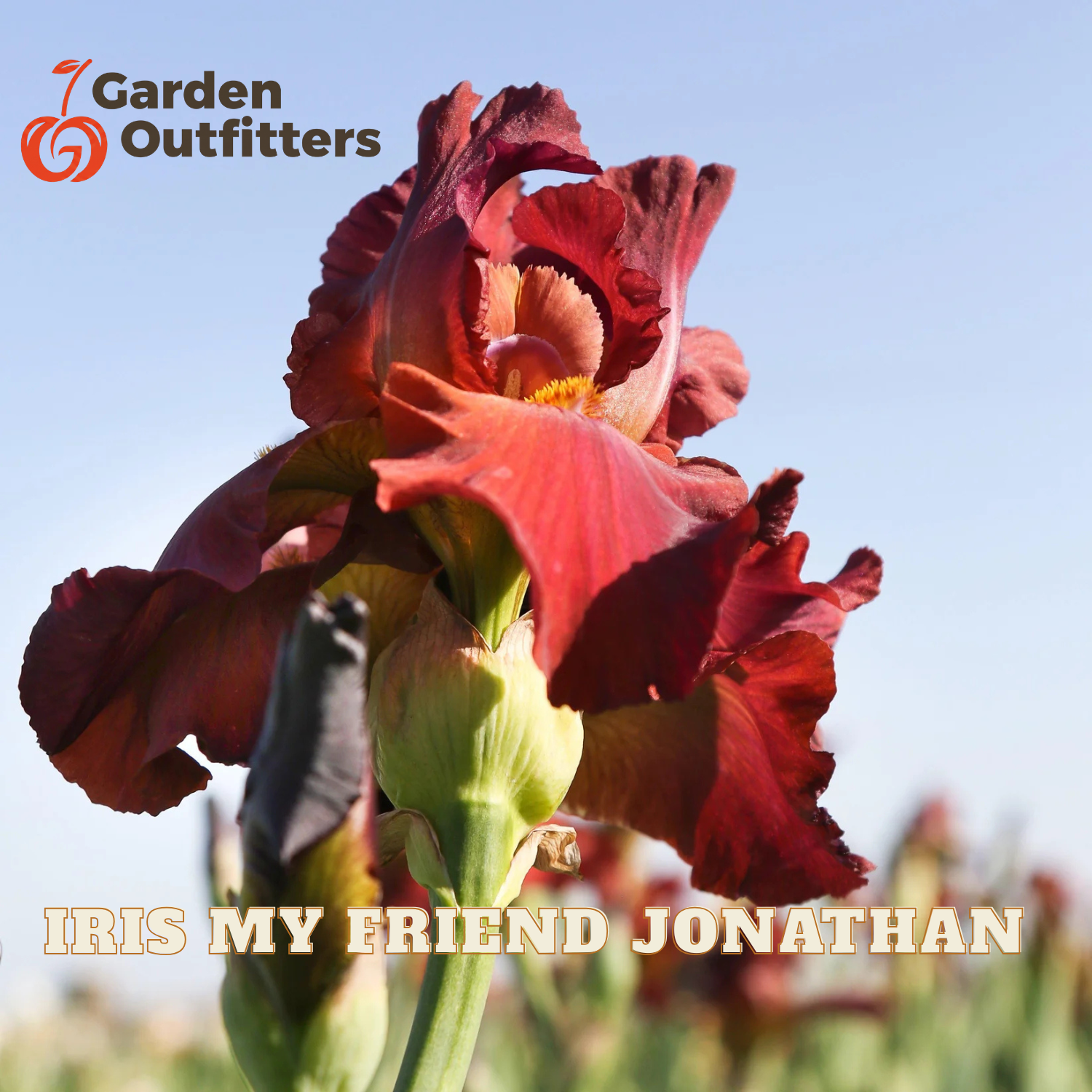 A close-up photograph of a blooming iris flower in deep burgundy-red tones with green sepals, set against a soft blue sky background. Text overlays read 'Garden Outfitters' at the top left and 'IRIS MY FRIEND JONATHAN' at the bottom.
