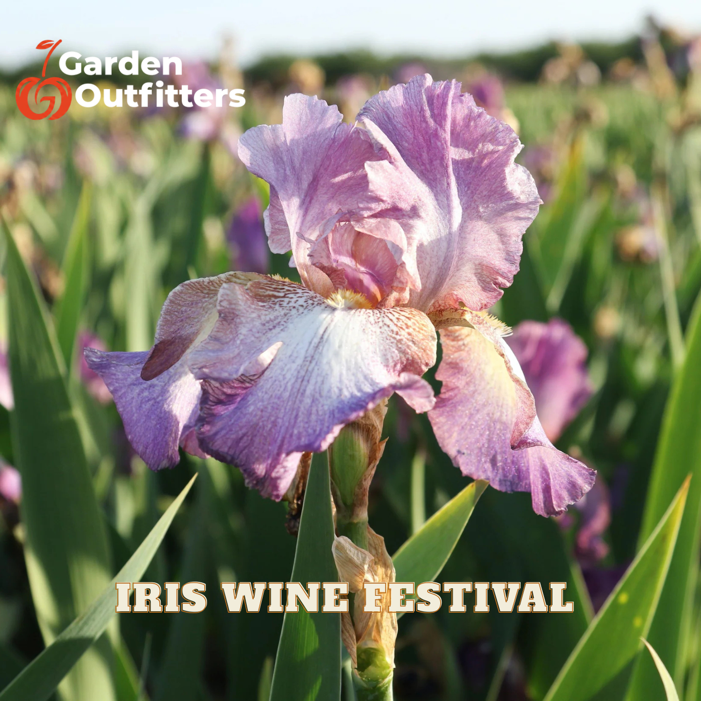 A close-up of a light purple iris flower in a field with green leaves, overlaid with the text 'Garden Outfitters' in the top left and 'IRIS WINE FESTIVAL' in the bottom center.