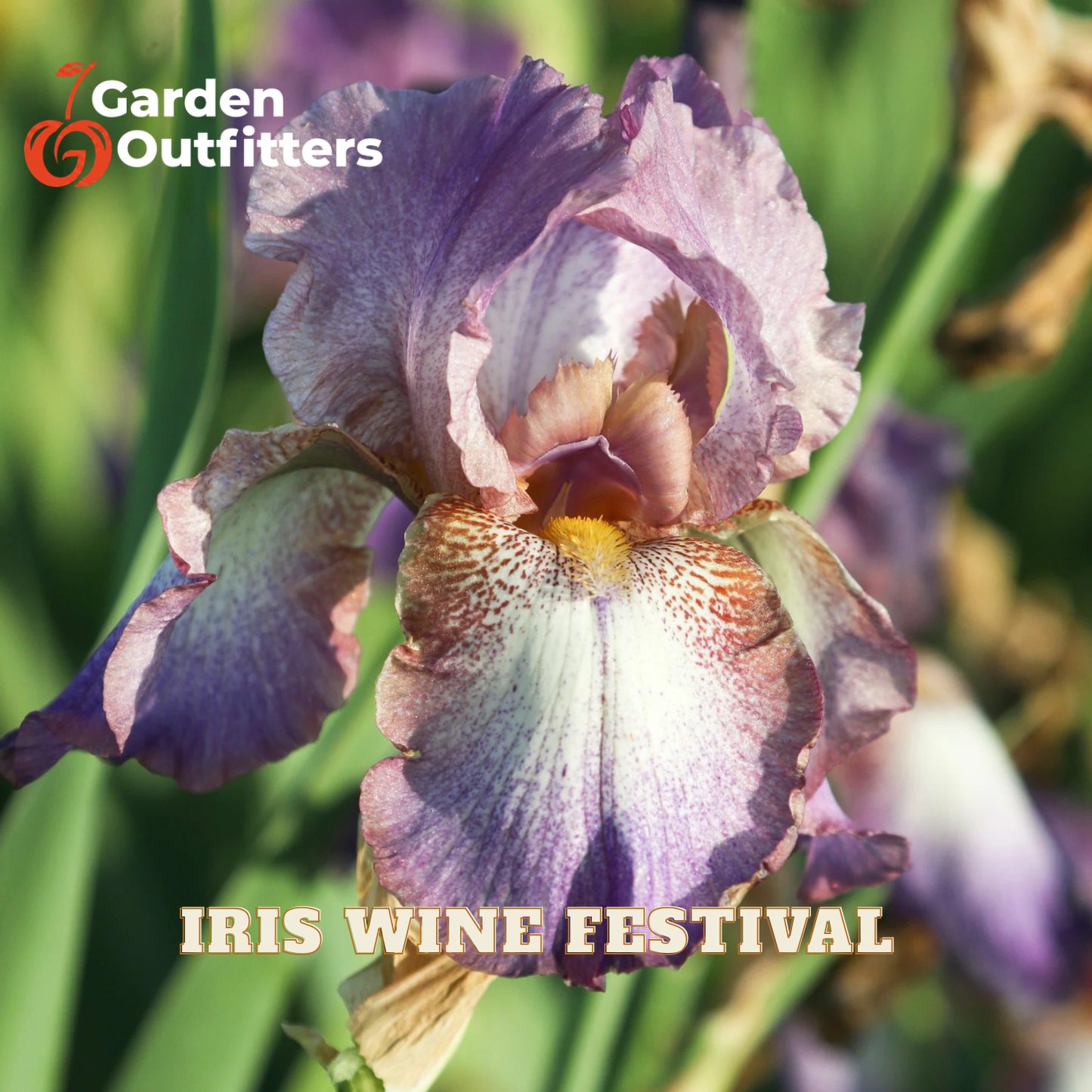 A close-up photograph of a purple and white iris flower with green leaves in the background. The text 'Garden Outfitters' appears in the top-left corner, and 'IRIS WINE FESTIVAL' is written across the bottom.
