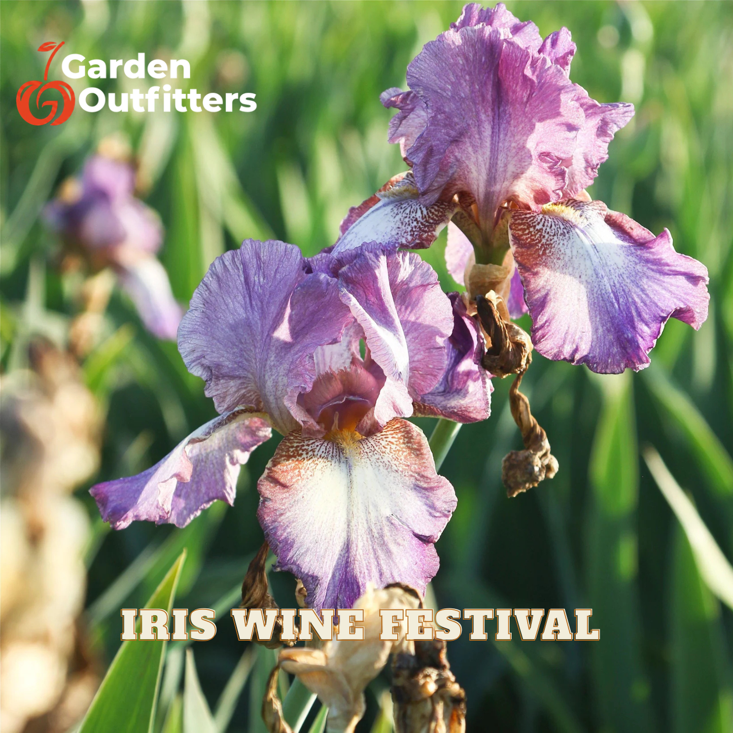 Purple and white irises in a garden setting with green foliage, featuring the Garden Outfitters logo in the top-left corner and 'IRIS WINE FESTIVAL' text at the bottom.