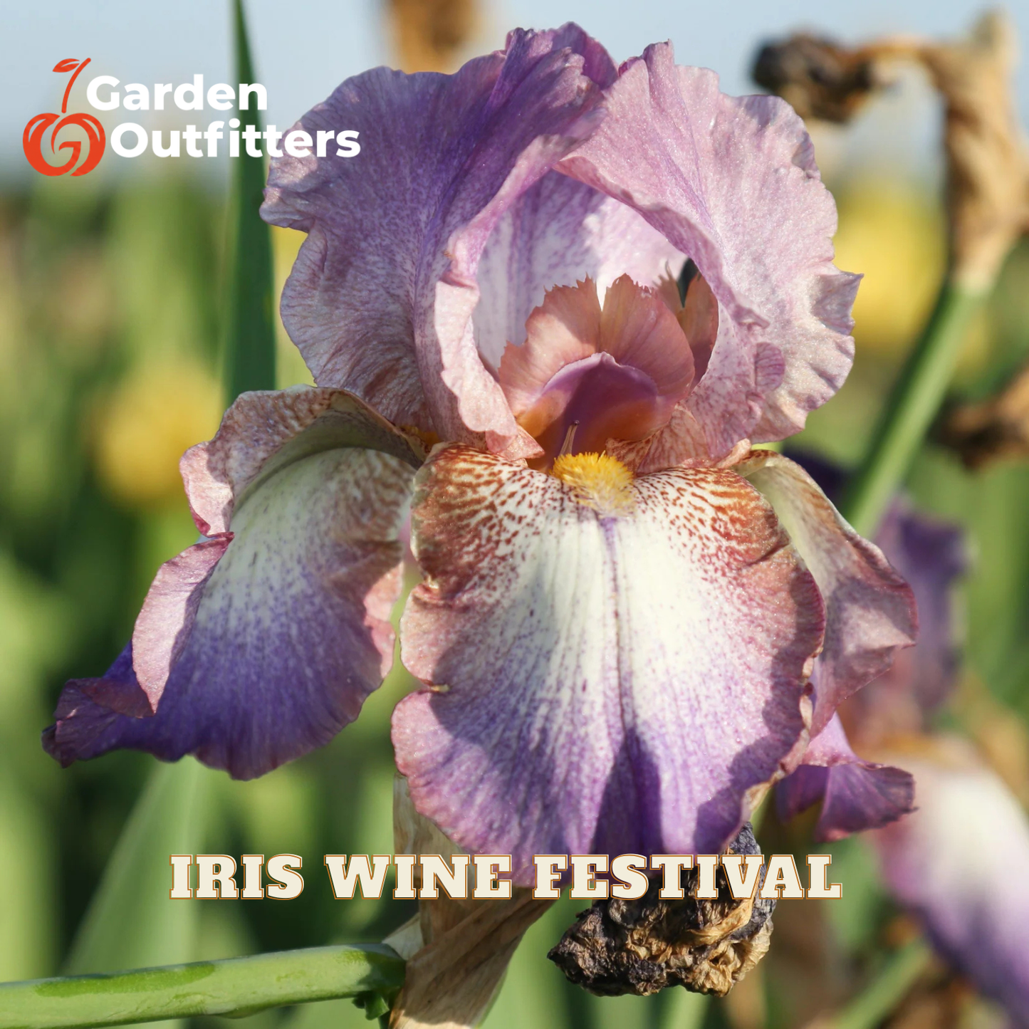 A close-up photograph of a purple and white iris flower in a garden setting, with the text 'Garden Outfitters' in the top left and 'IRIS WINE FESTIVAL' at the bottom.