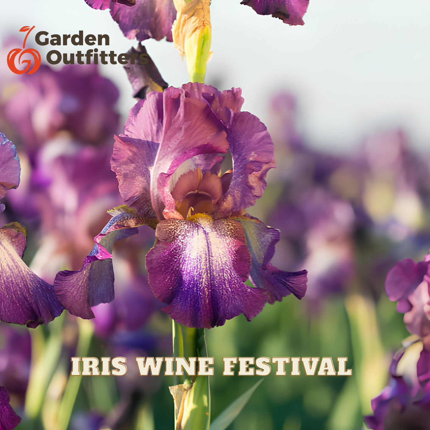 A close-up of a purple iris flower in a field with blurred iris flowers in the background. Text overlays read 'Garden Outfitters' in the top left and 'IRIS WINE FESTIVAL' at the bottom.