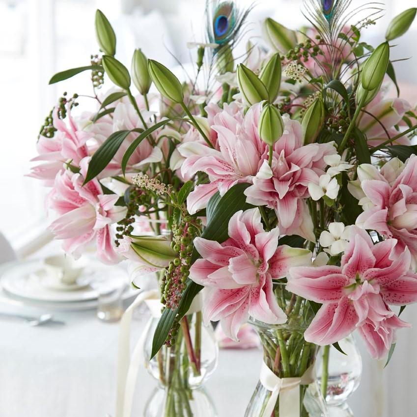 Lilium - Oriental Roselily Isabella – Watters Garden Center