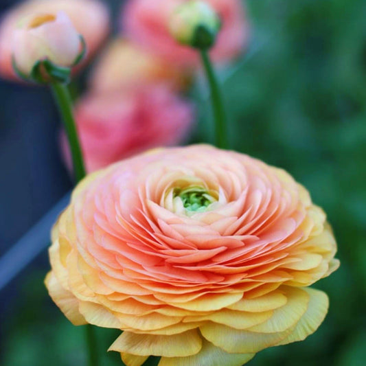 Italian Ranunculus - Elegance Salmon