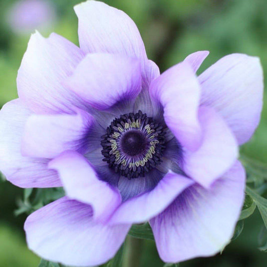 Italian Anemone - Mistral Plus Azzurro
