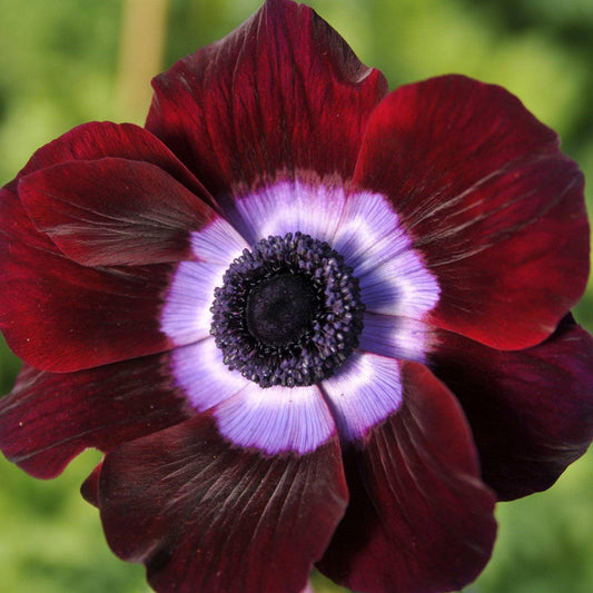 Italian Anemone - Mistral Bordeaux