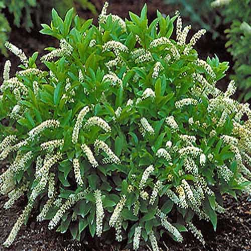 SCENTLANDIA SWEETSPIRE 2gal