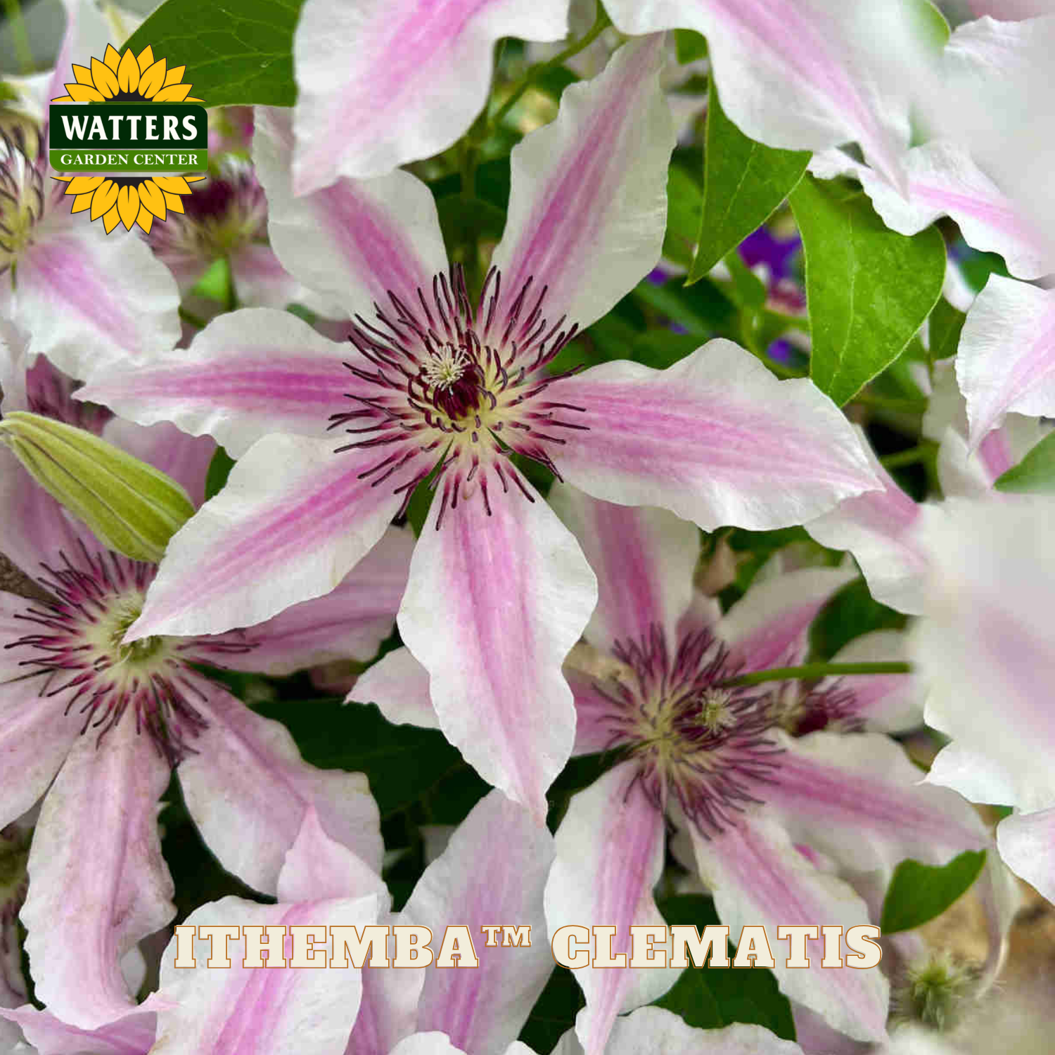 Pink and white clematis flowers with Watters Garden Center branding.