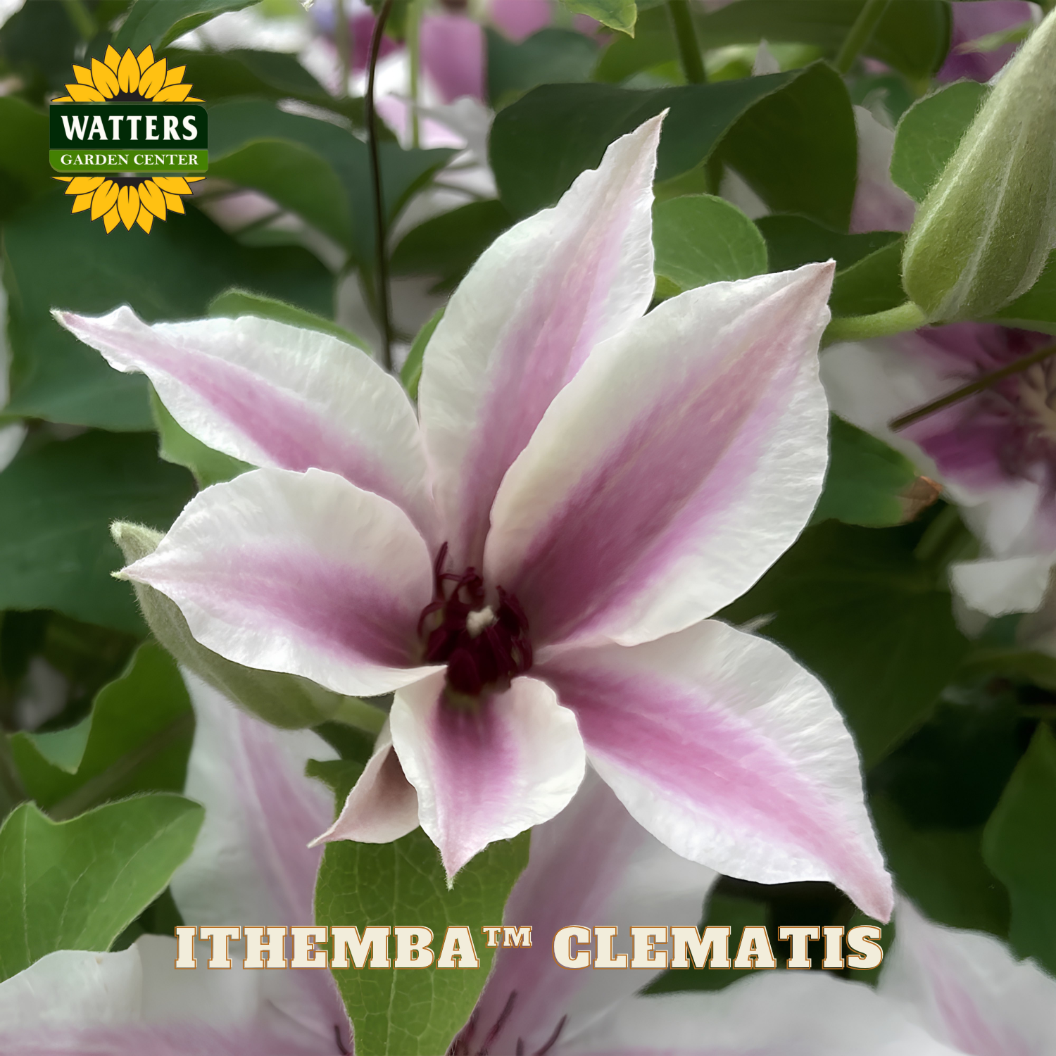 Pink and white clematis flower with Watters Garden Center logo.