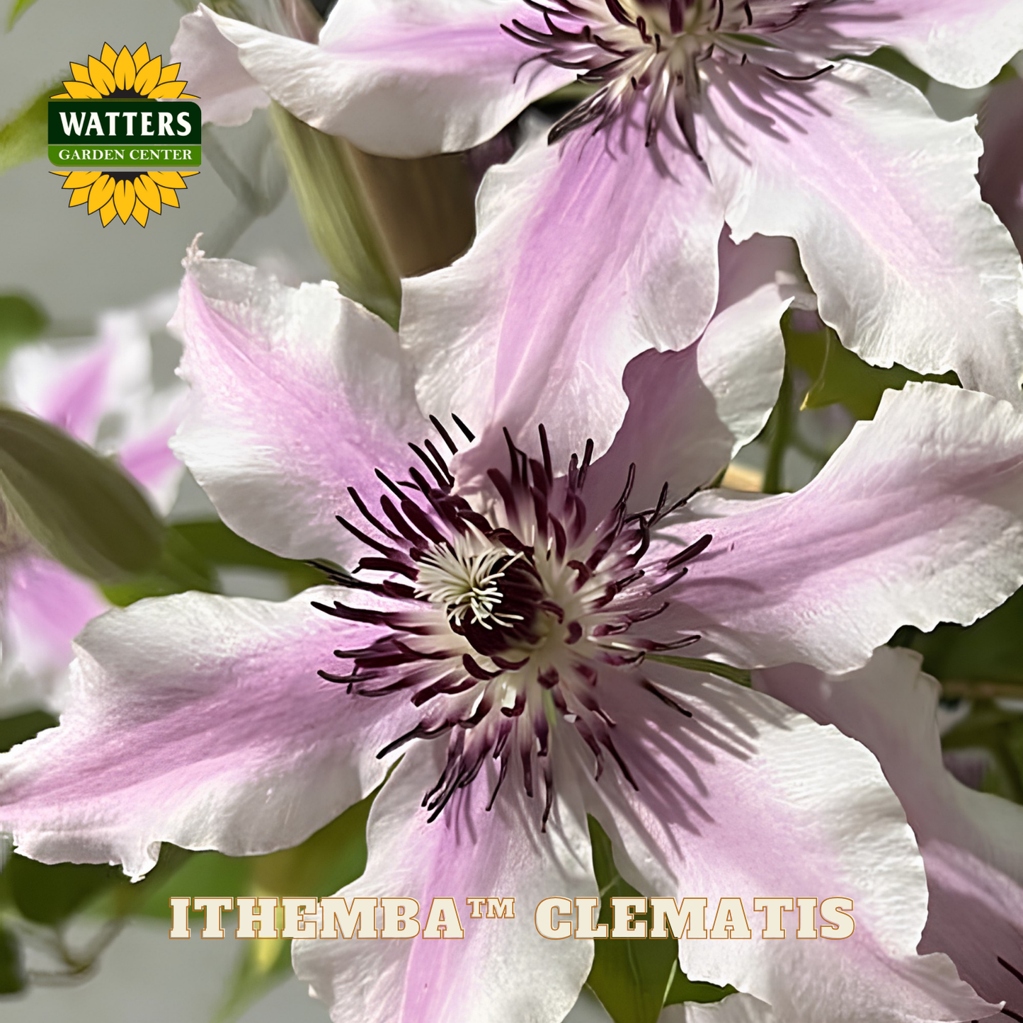 Close-up of pink Clematis flowers with Watters Garden Center logo.