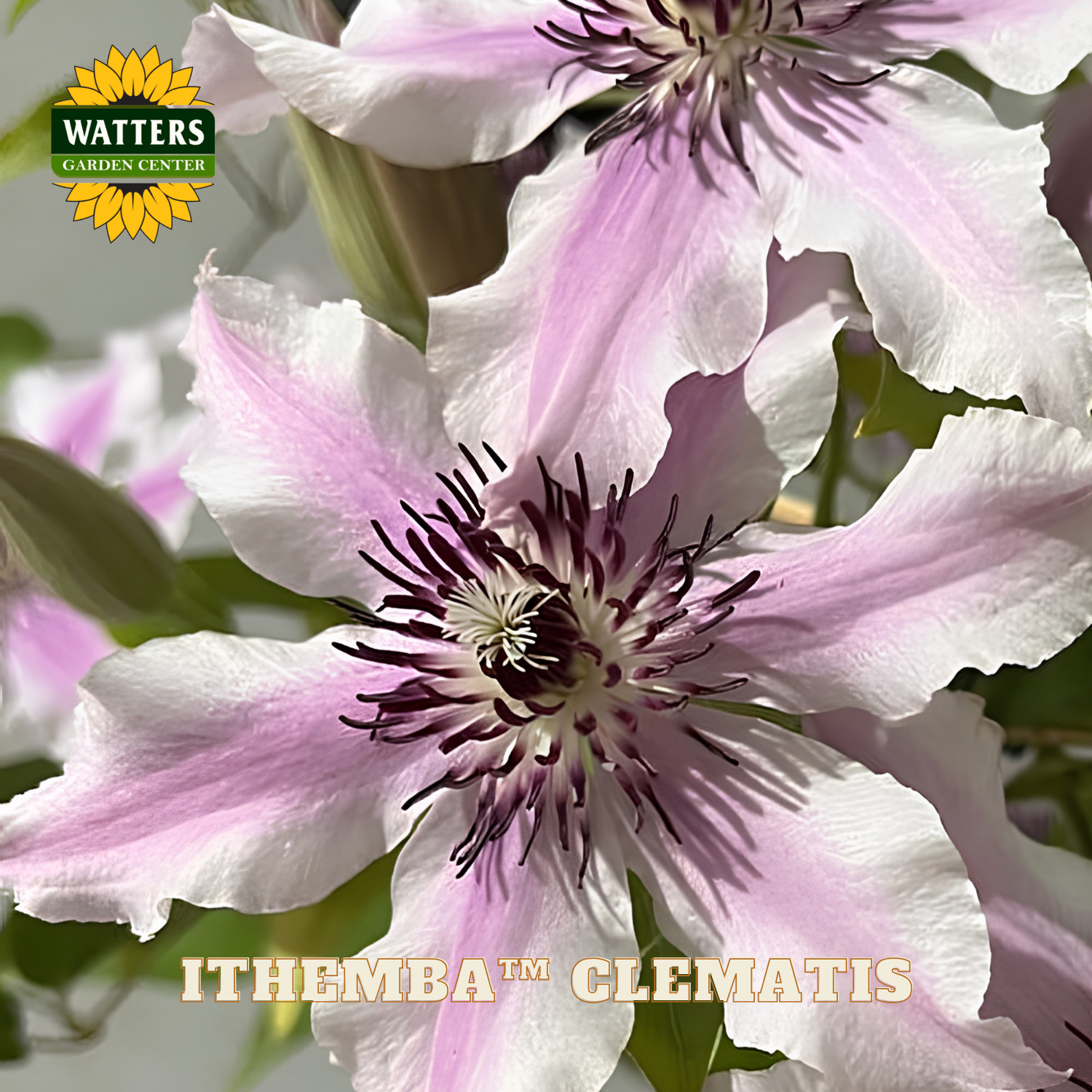 Close-up of pink Clematis flowers with Watters Garden Center logo.