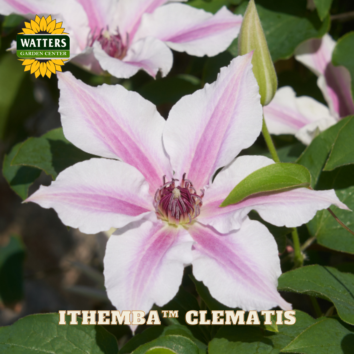 Pink and white Clematis flower with Watters Garden Center branding.
