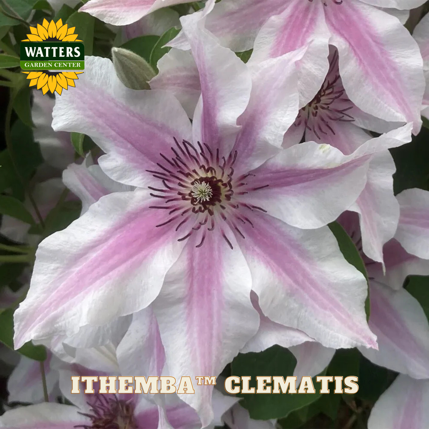 Close-up of a pink and white clematis flower with 'Watters Garden Center' branding.