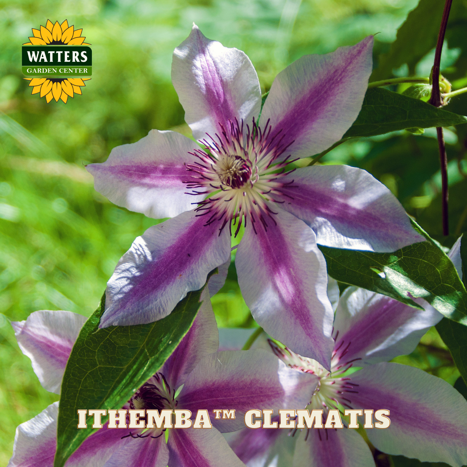 Pink and white Clematis flower with green leaves on a blurred green background, featuring Watters Garden Center logo.