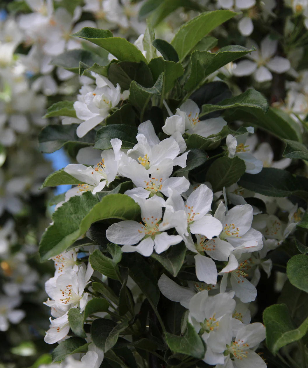 IVORY SPEAR CRABAPPLE TREE 15gal
