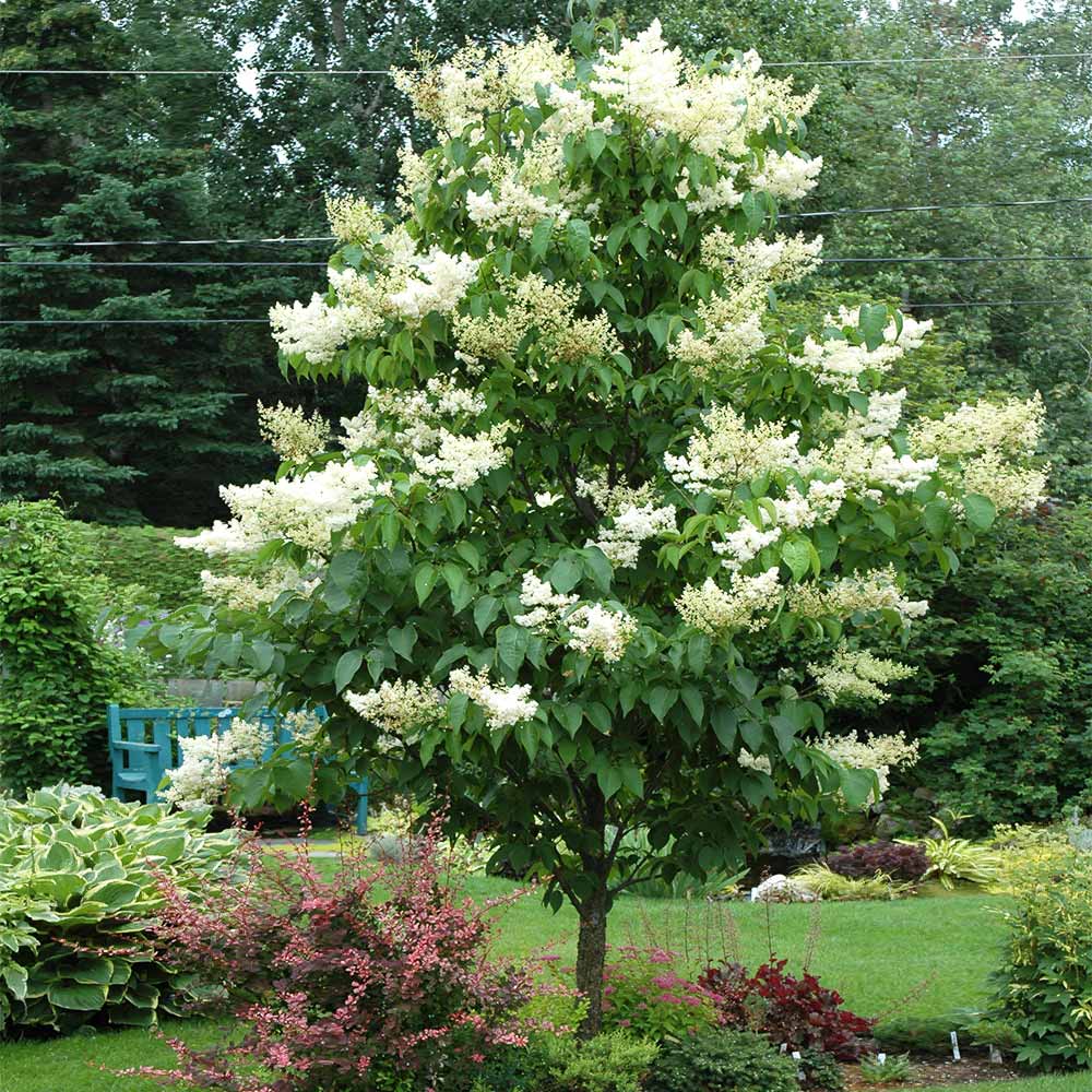 IVORY SILK LILAC 10gal
