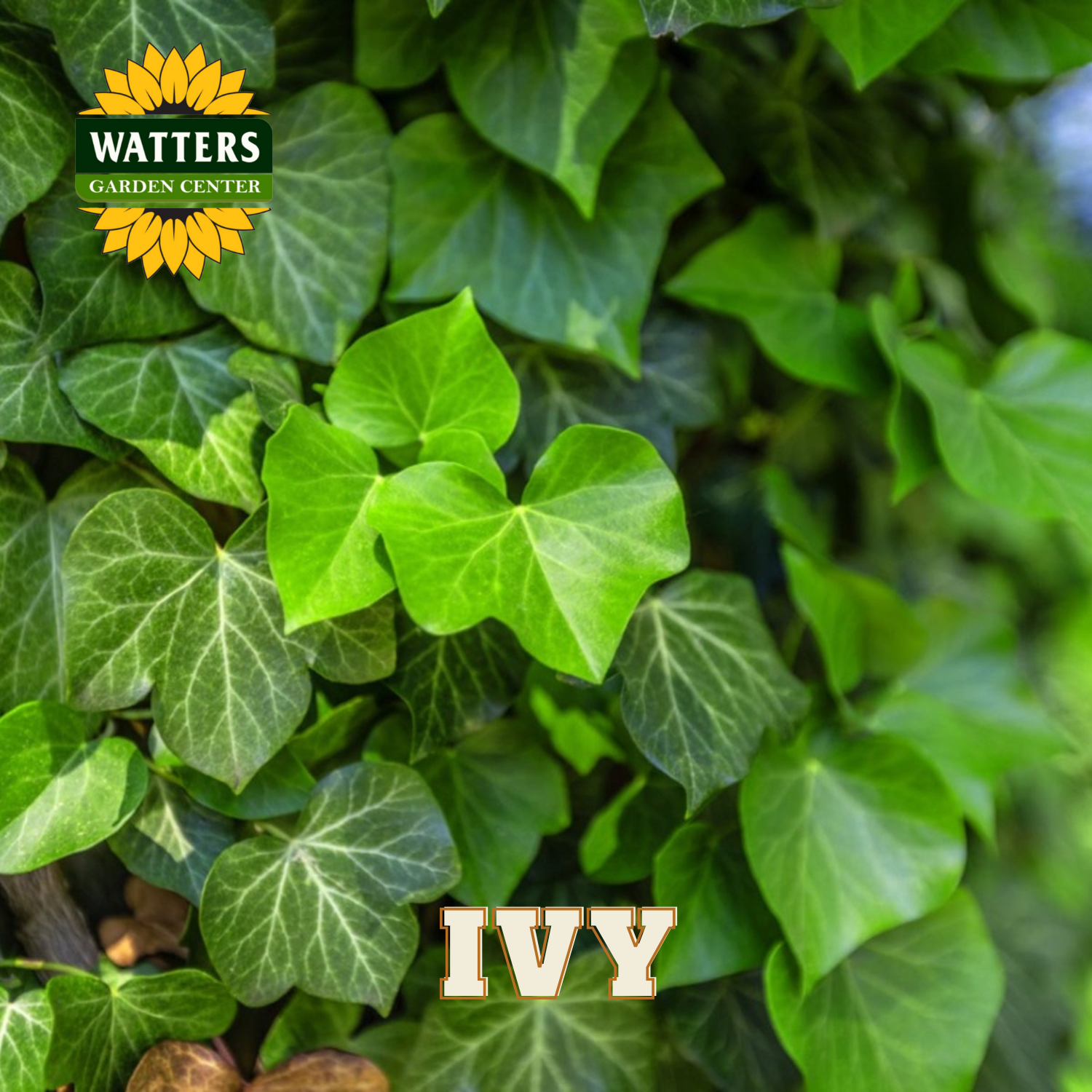 Close-up of green ivy leaves with Watters Garden Center logo.