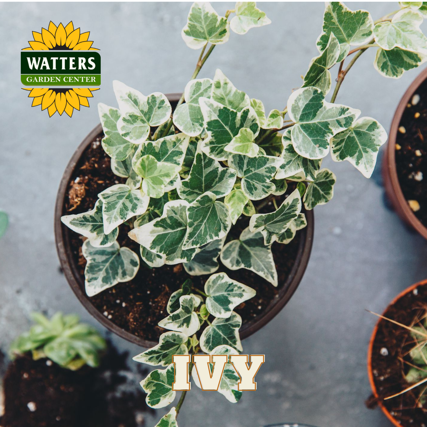 Potted plant with green leaves, Watters Garden Center logo, and 'IVY' text on a gray background.