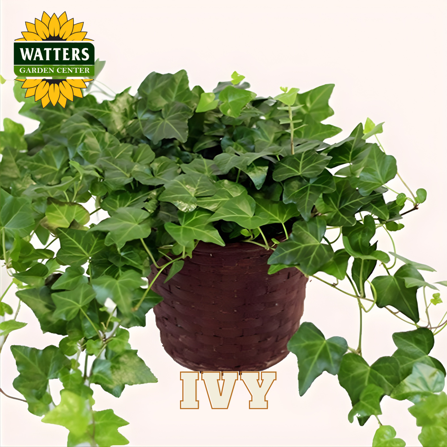 Potted ivy plant with Watters Garden Center logo on a white background