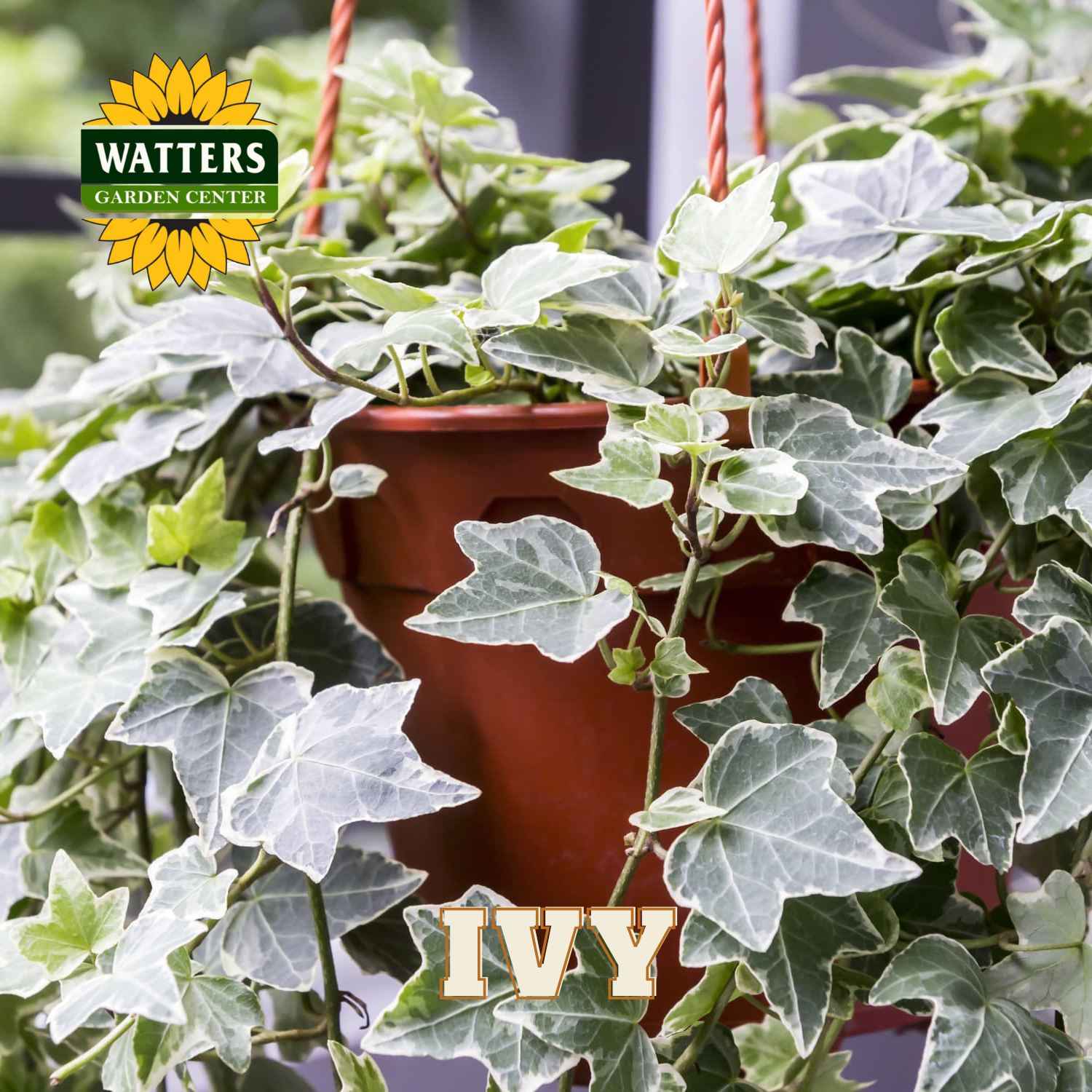 Hanging potted plant with Watters Garden Center logo and 'IVY' text.