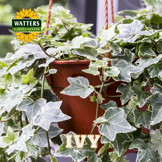 Hanging potted plant with Watters Garden Center logo and 'IVY' text.