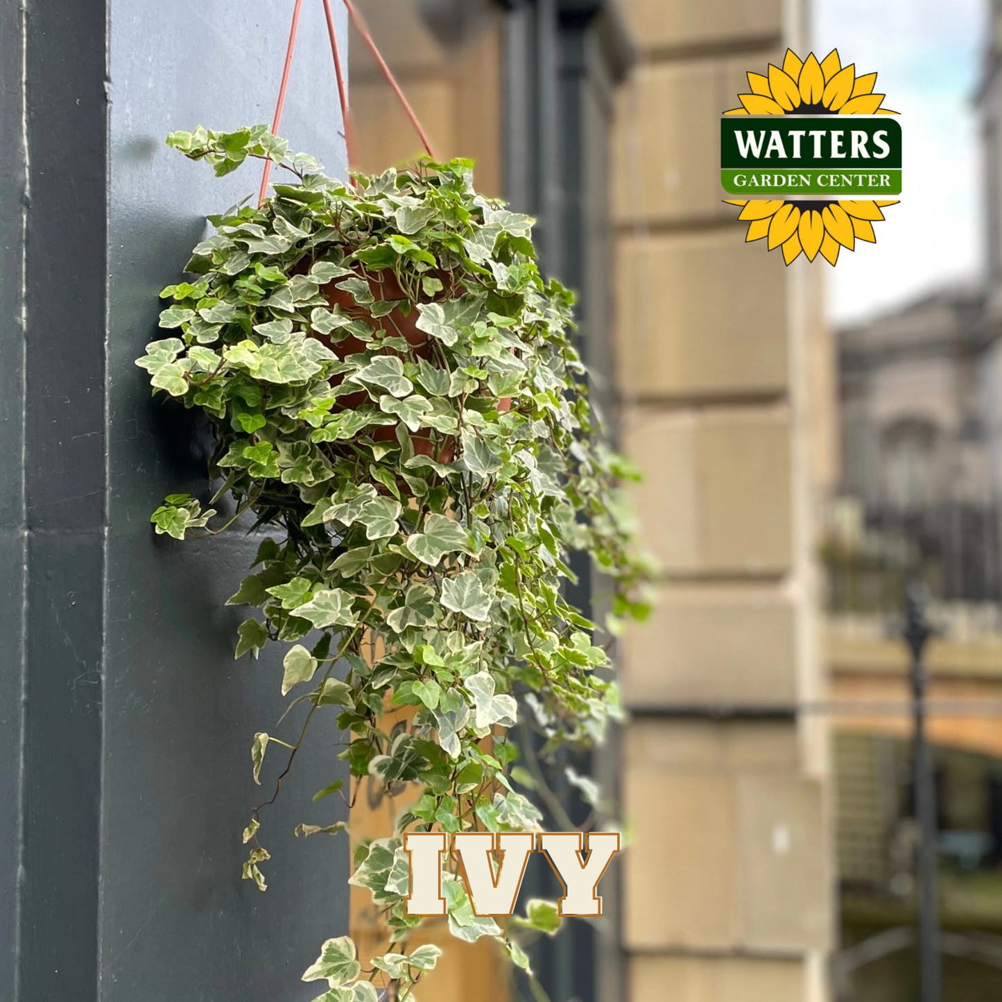 Hanging basket of ivy with Watters Garden Center logo in the background