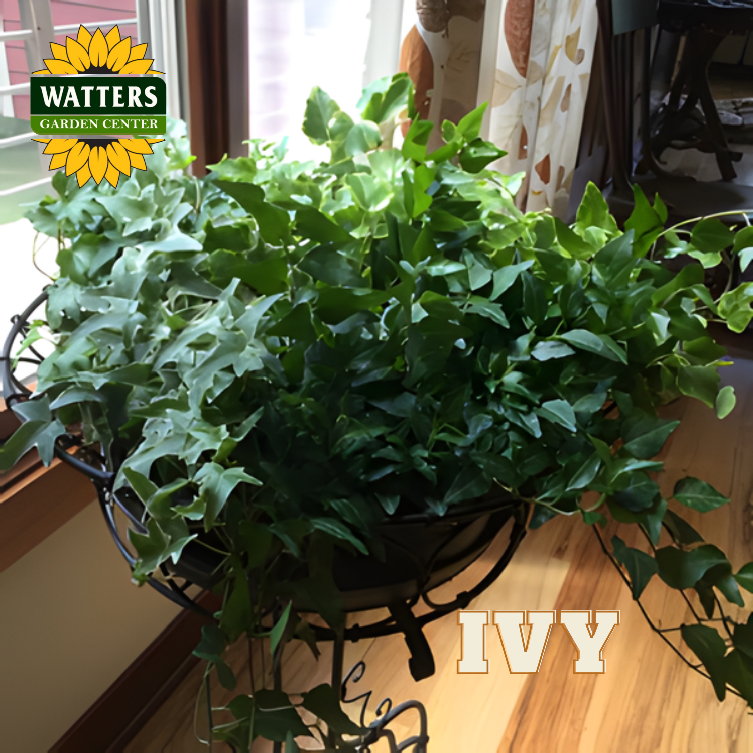 Hanging basket of green ivy plants with Watters Garden Center logo in the corner.