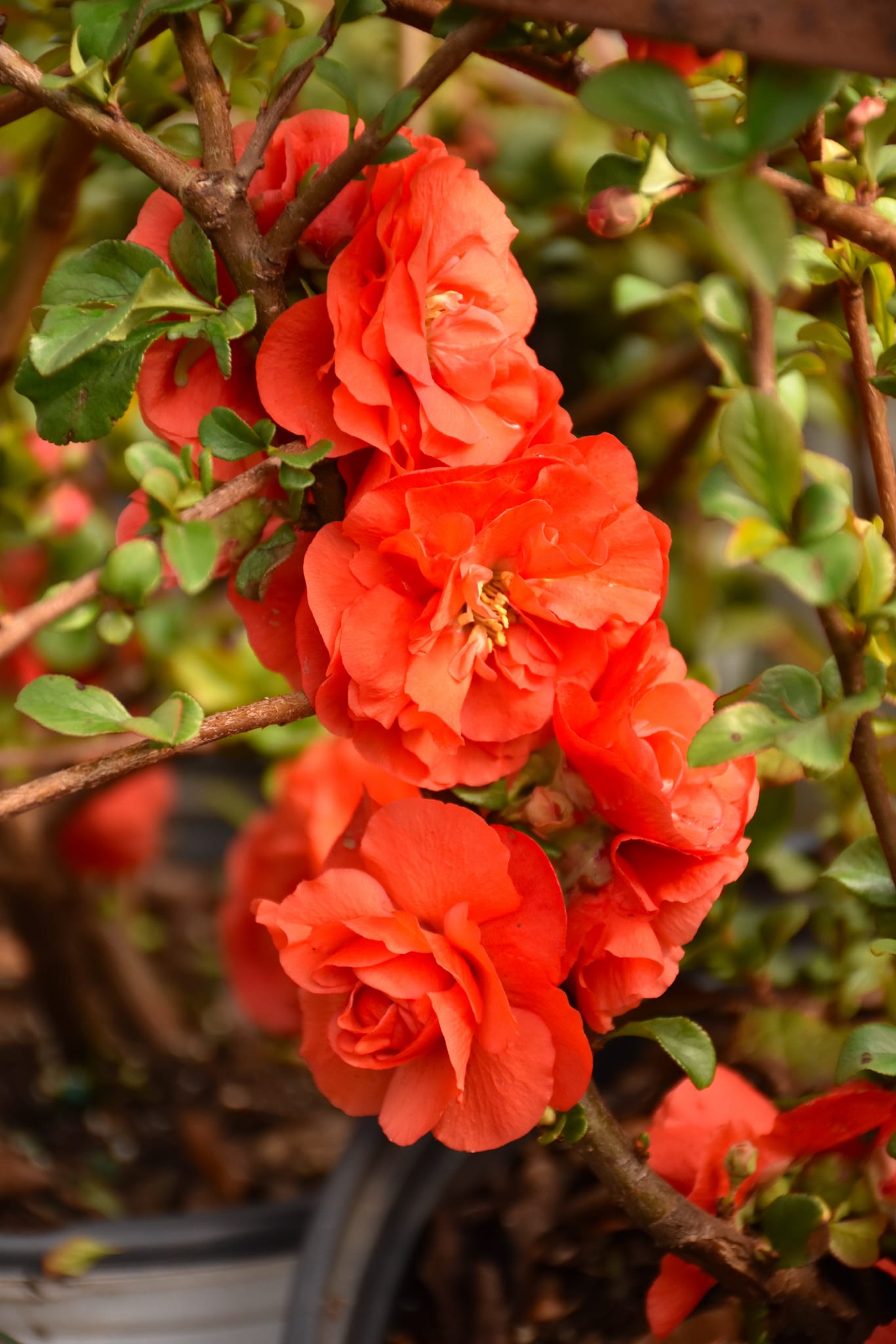 DOUBLE TAKE ORANGE FLOWERING QUINCE 2gal